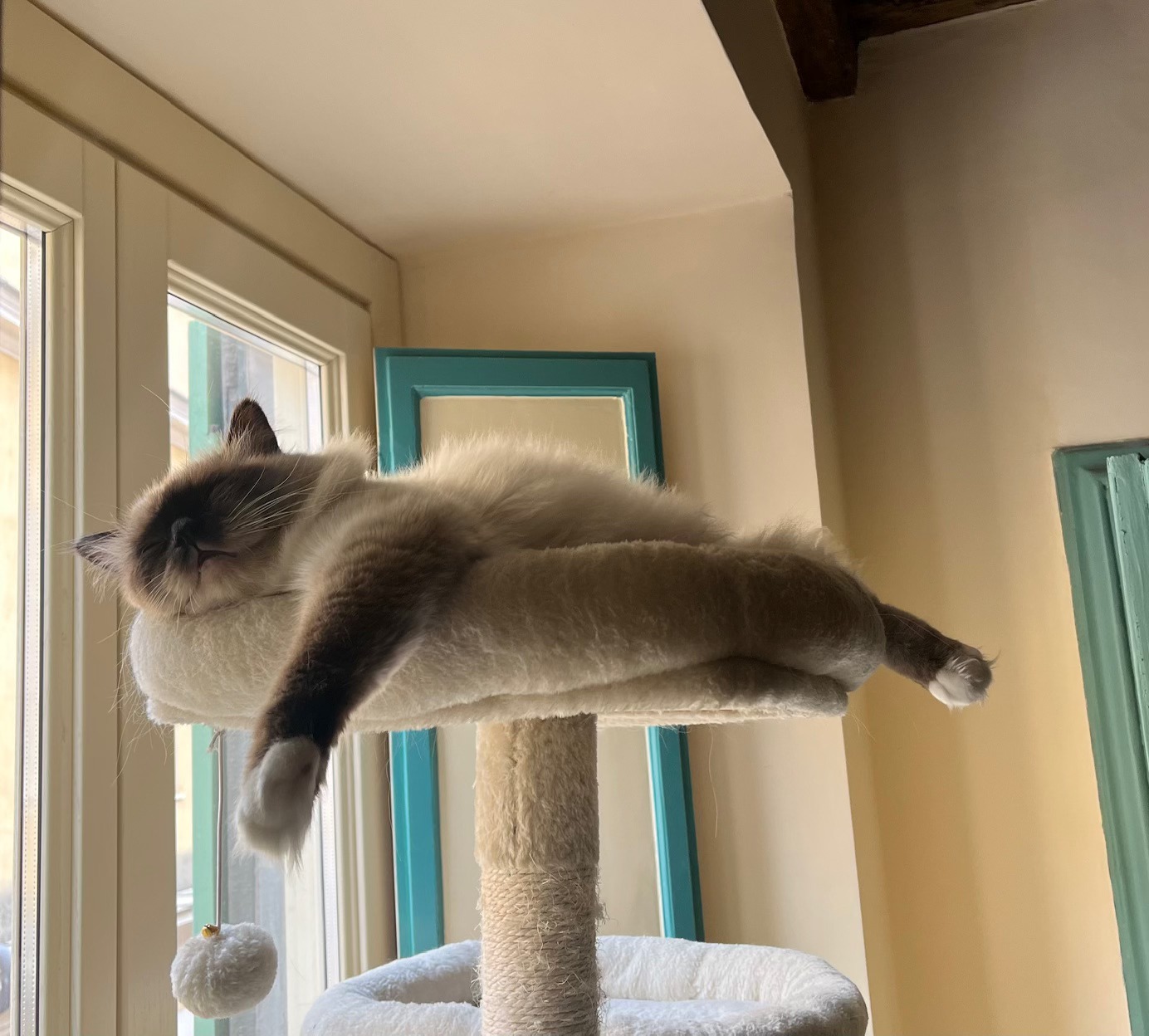 allevamento gatto sacro di birmania Roma