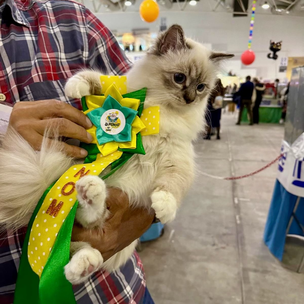 foto expo gatto sacro di birmania Roma