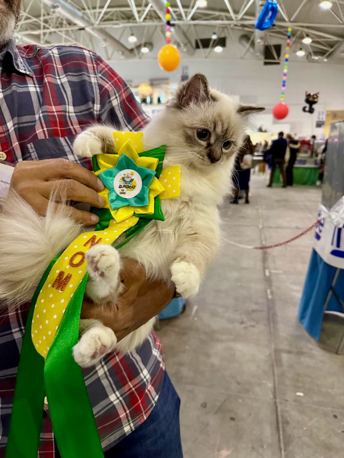 allevamento gatto sacro di birmania Napoli