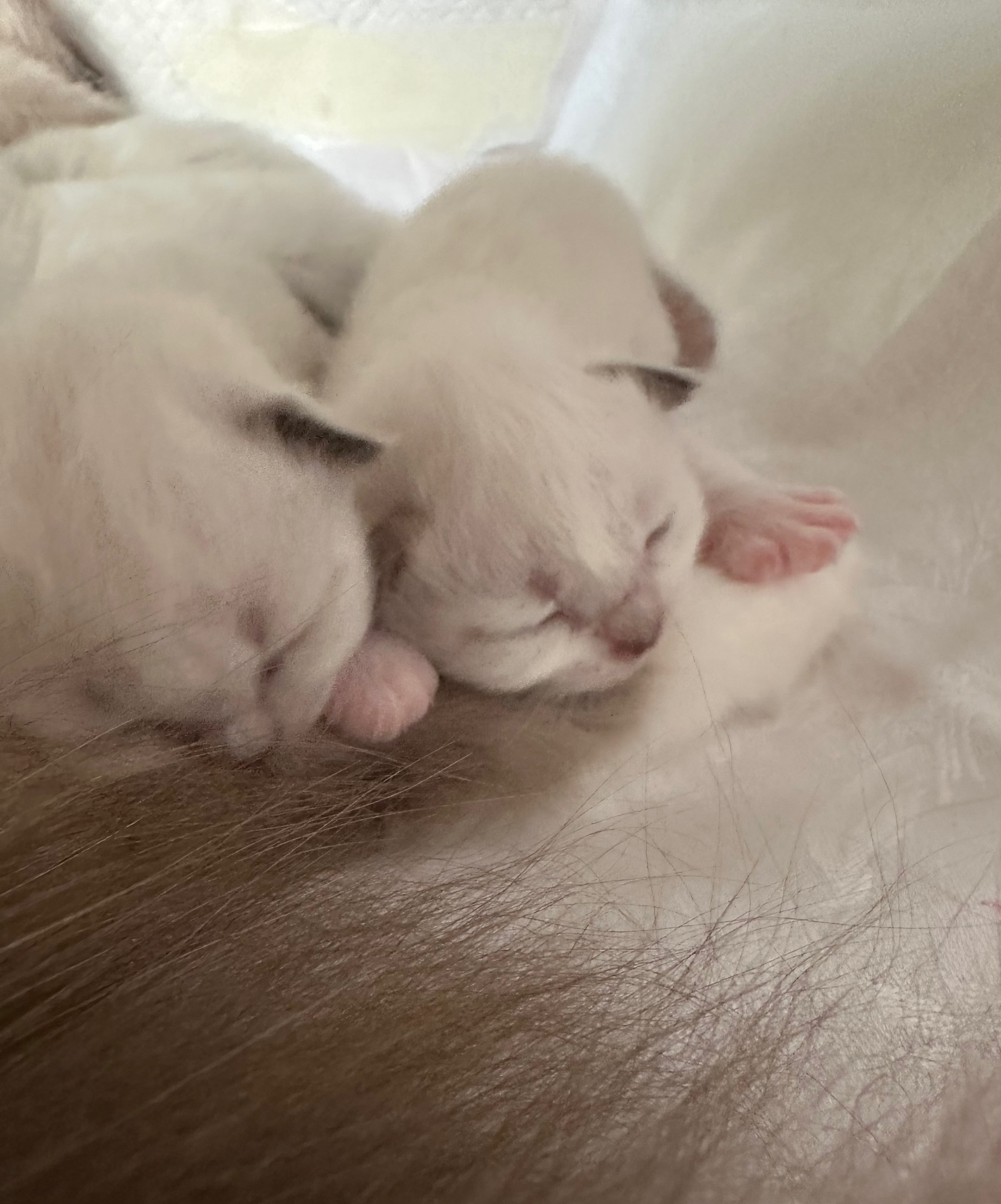 allevamento gatto sacro di birmania Frosinone
