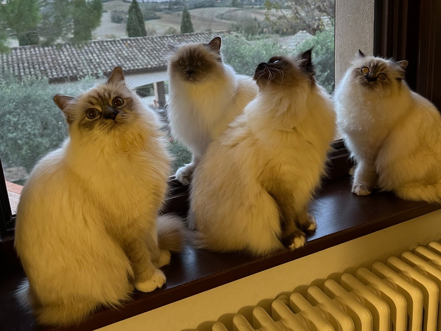 allevamento gatto sacro di birmania roma
