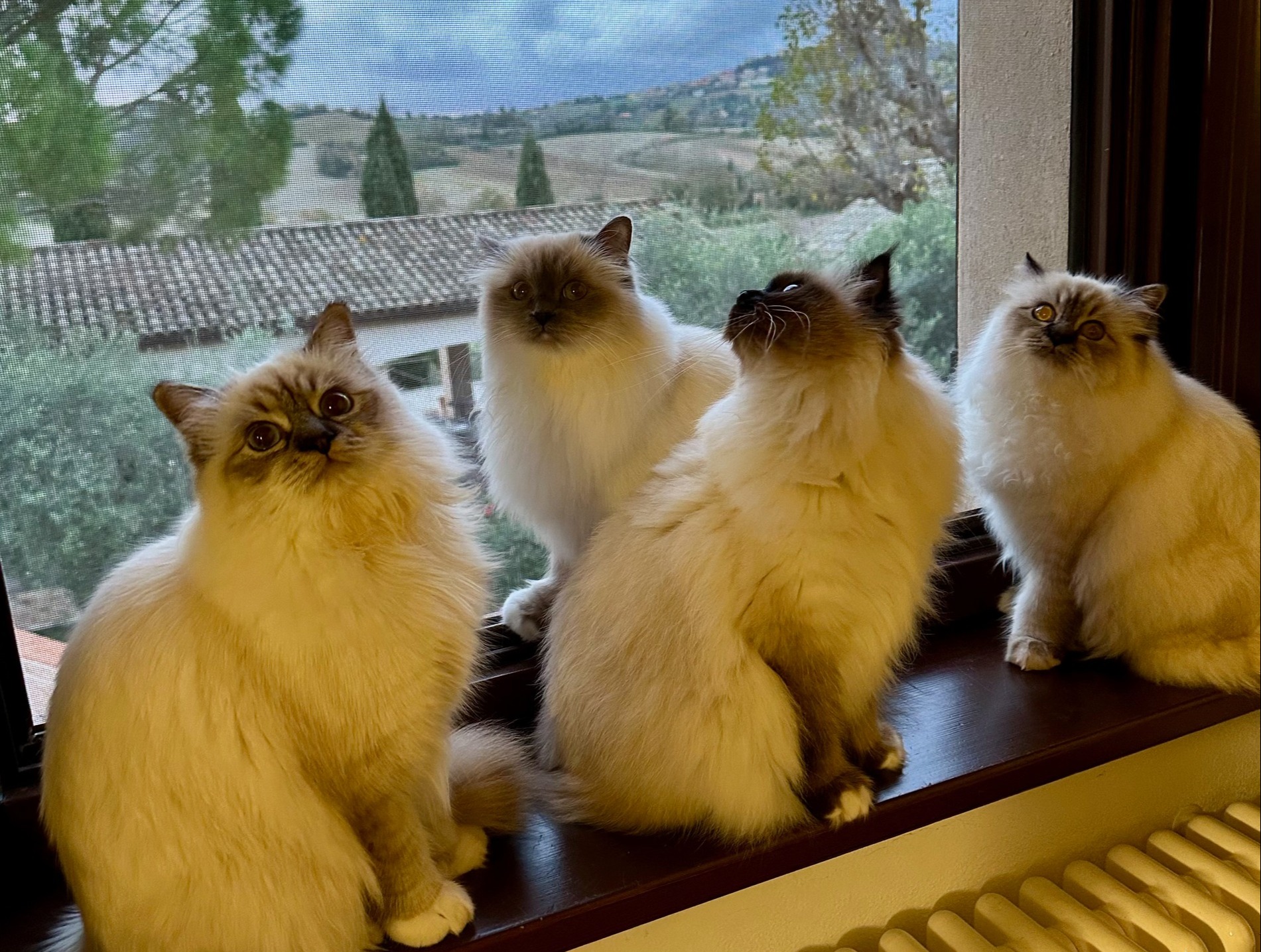 allevamento gatto sacro di birmania roma