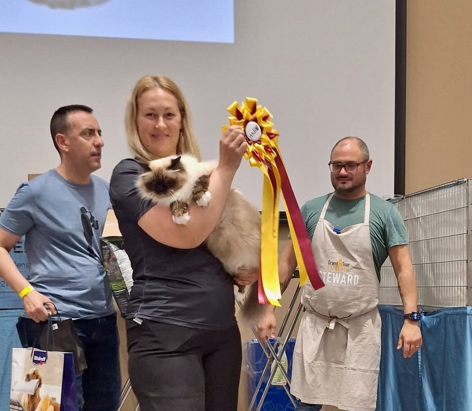 allevamento gatto sacro di birmania Napoli