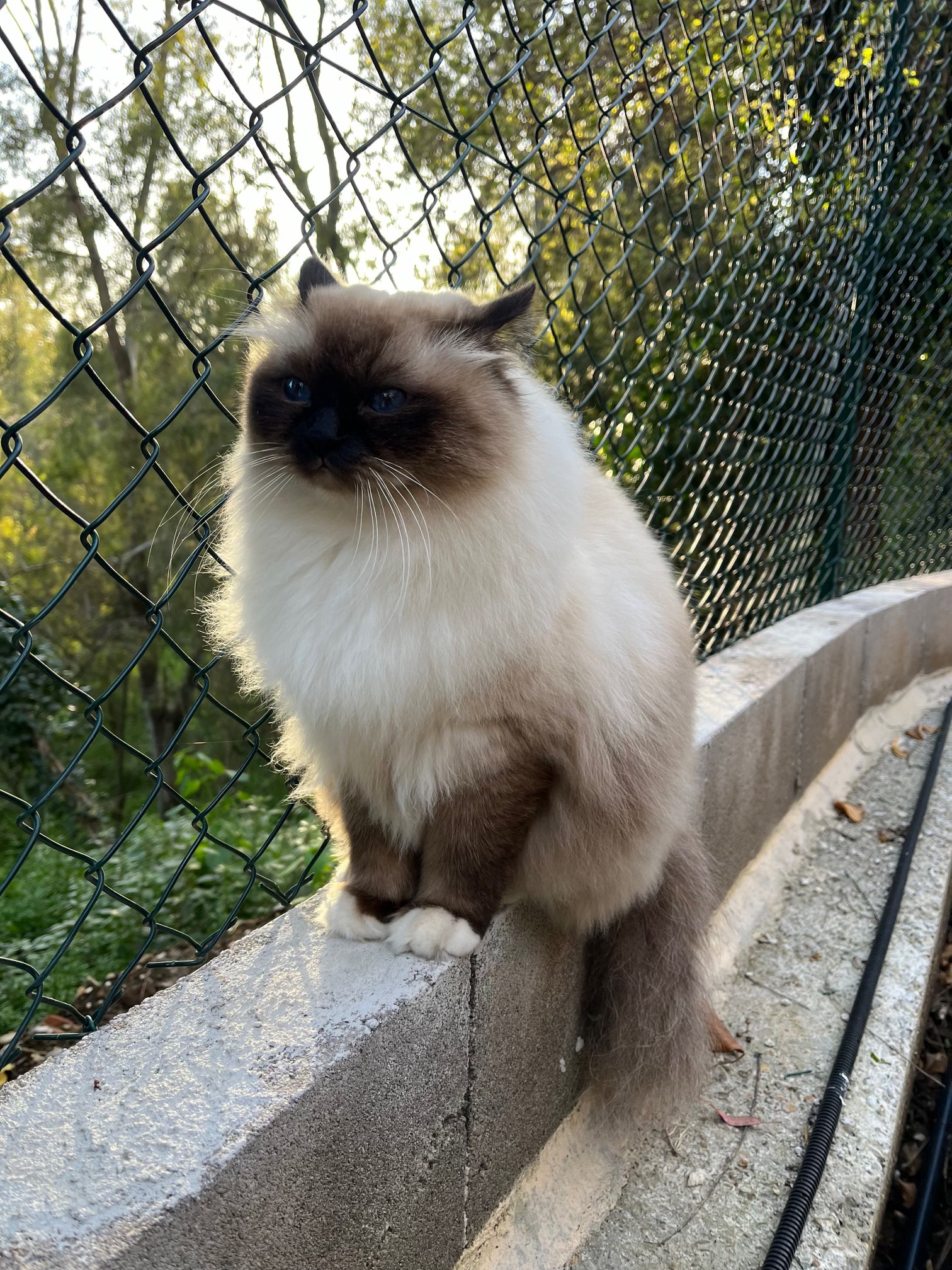 allevamento gatto sacro di birmania Roma