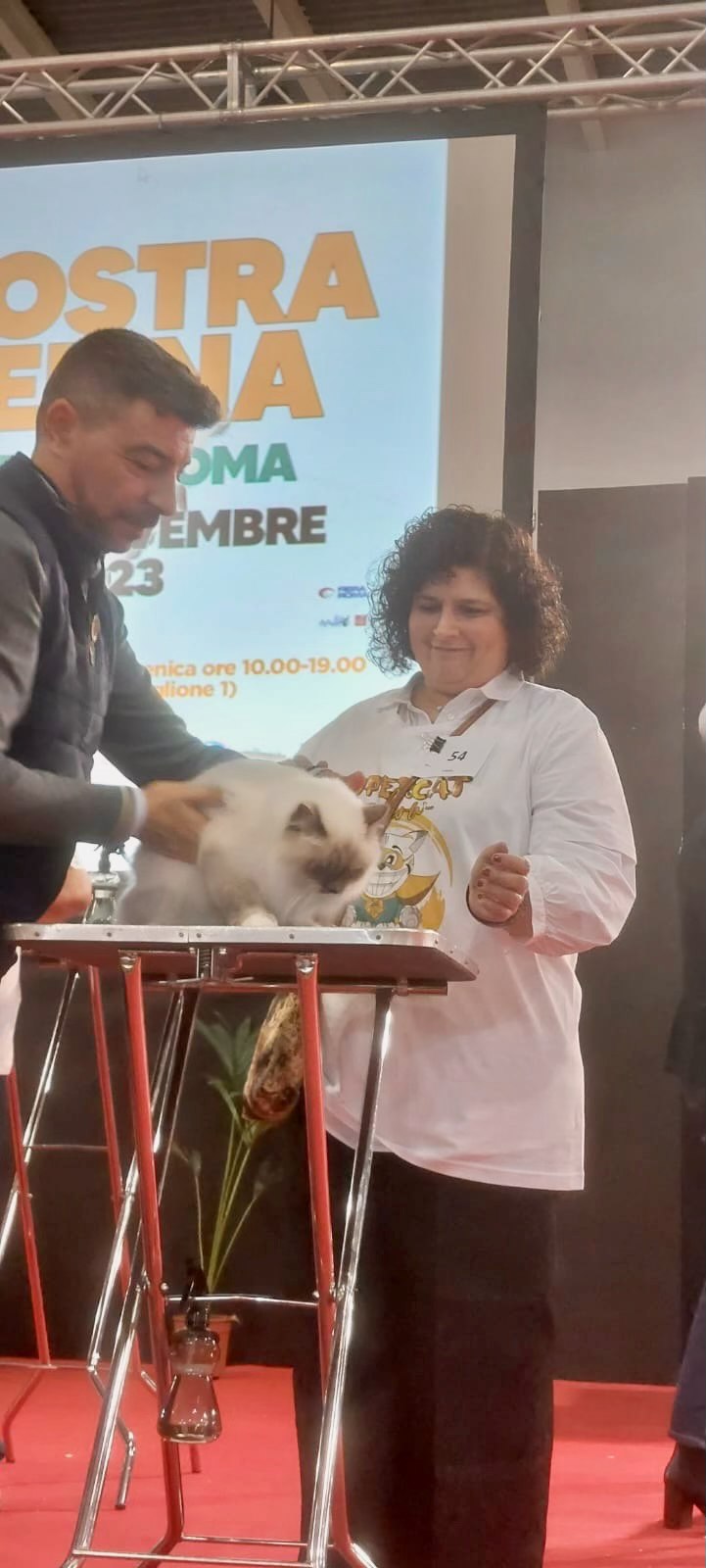 allevamento gatto sacro di birmania Napoli