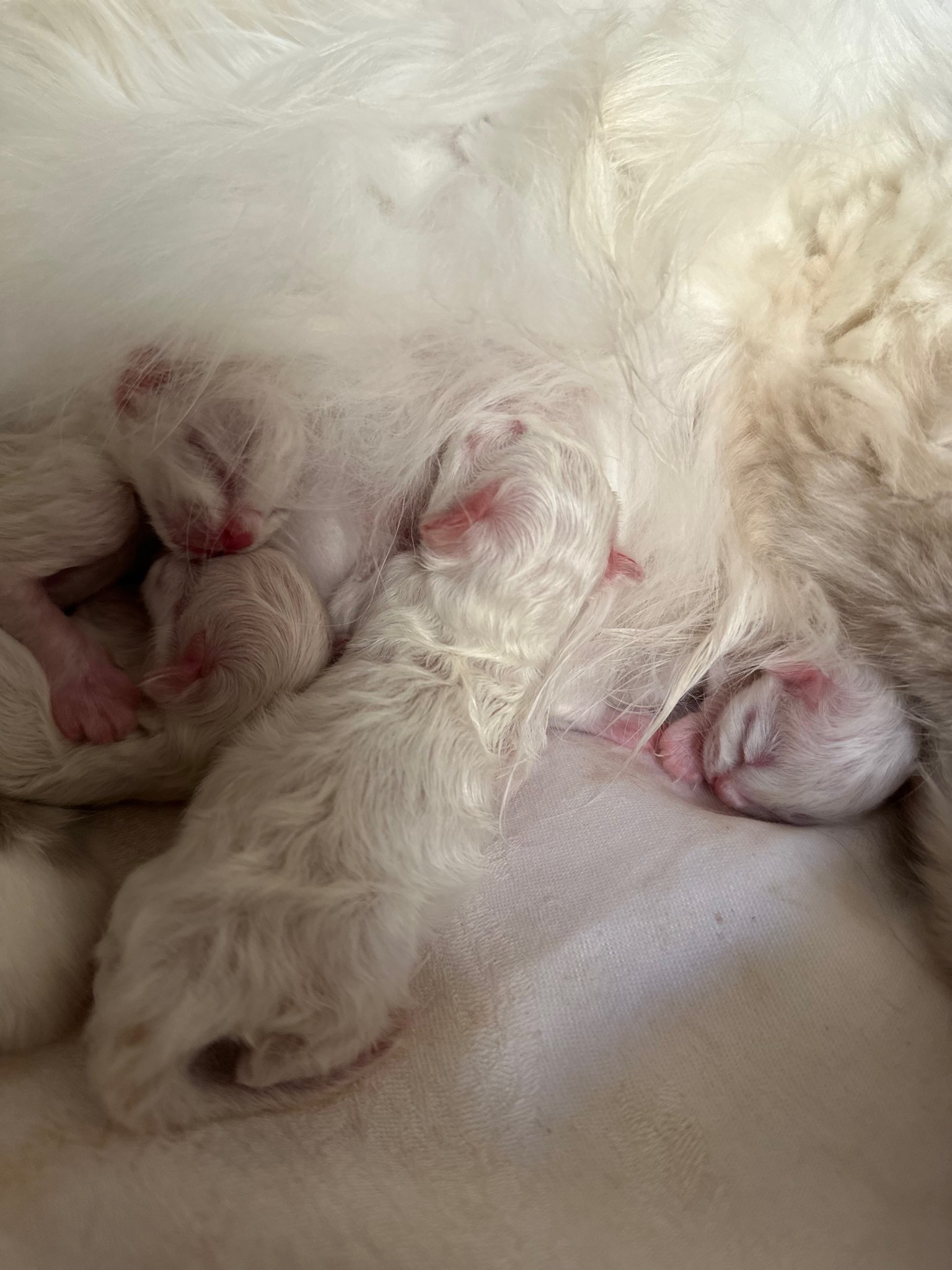 allevamento gatto sacro di birmania Frosinone