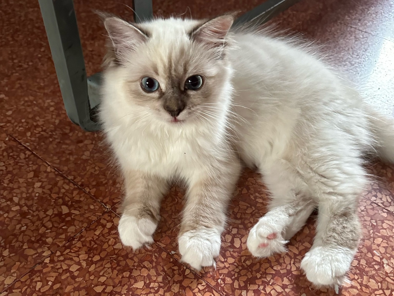 sacro di birmania seal tabby roma