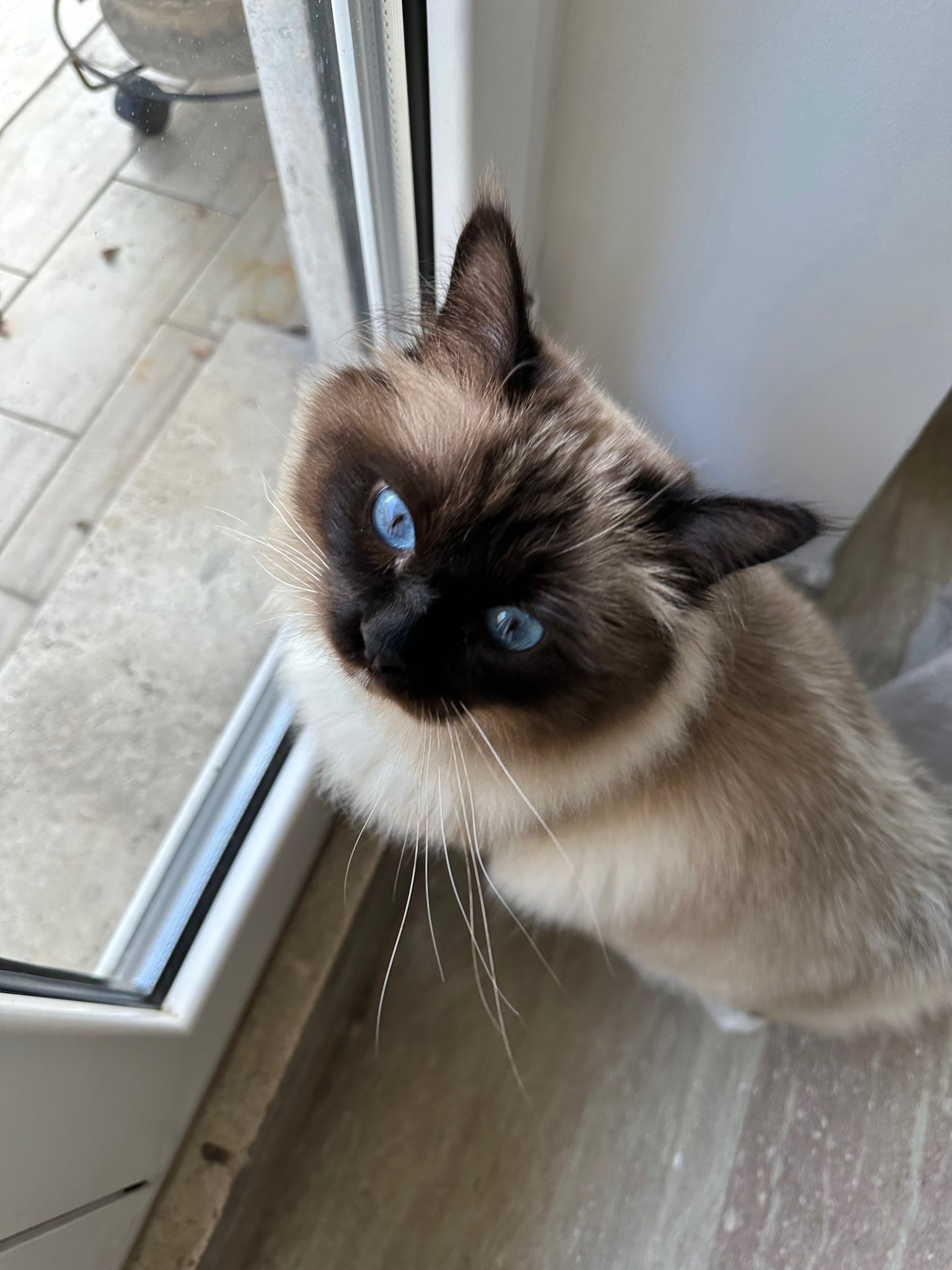 Allevamento gatto sacro di birmania Roma