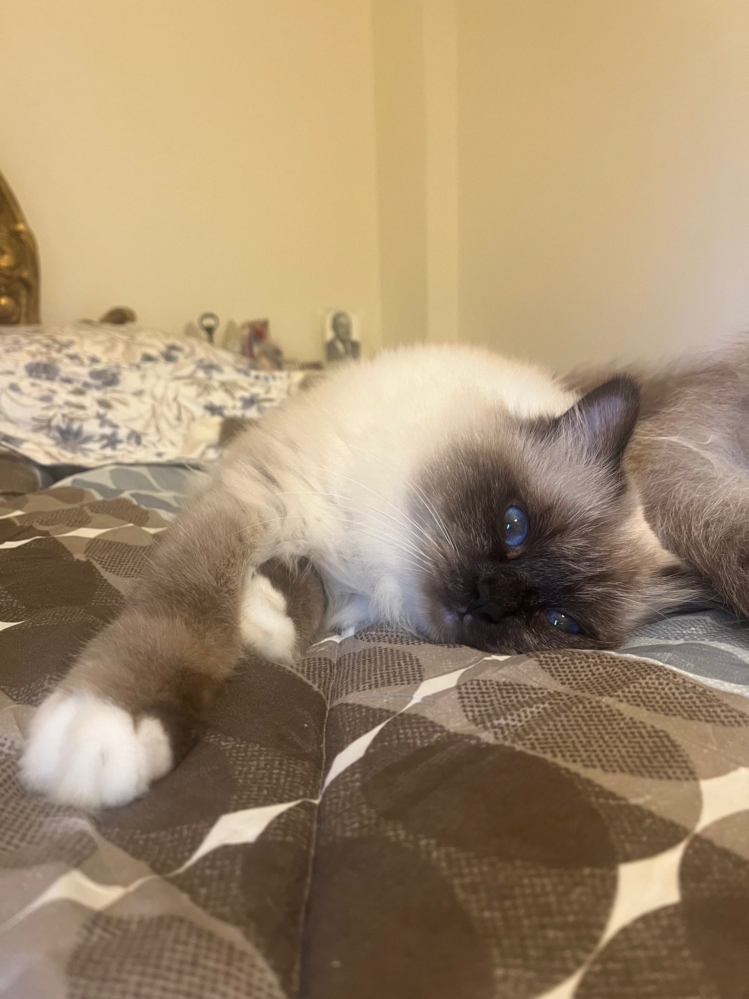 allevamento gatto sacro di birmania Roma