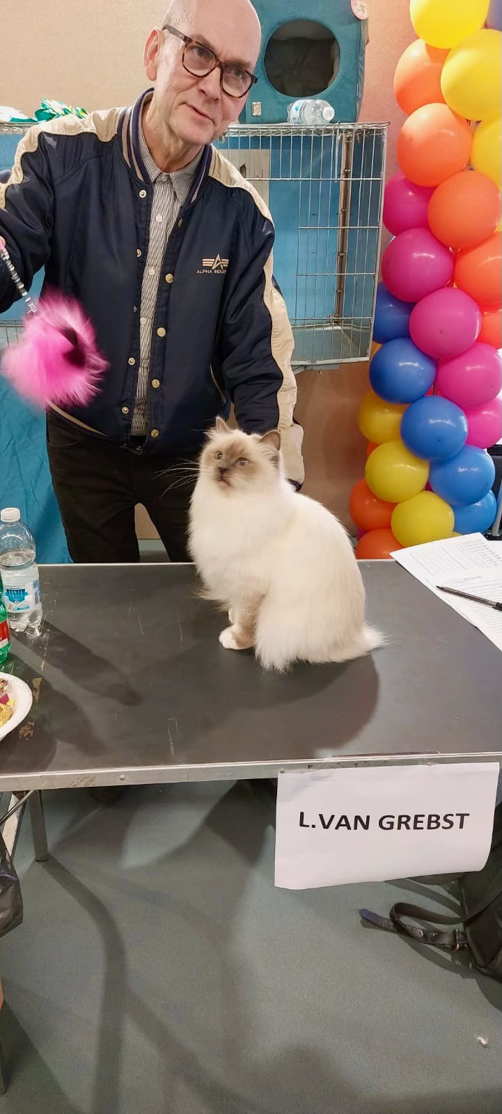 allevamento gatto sacro di birmania Napoli