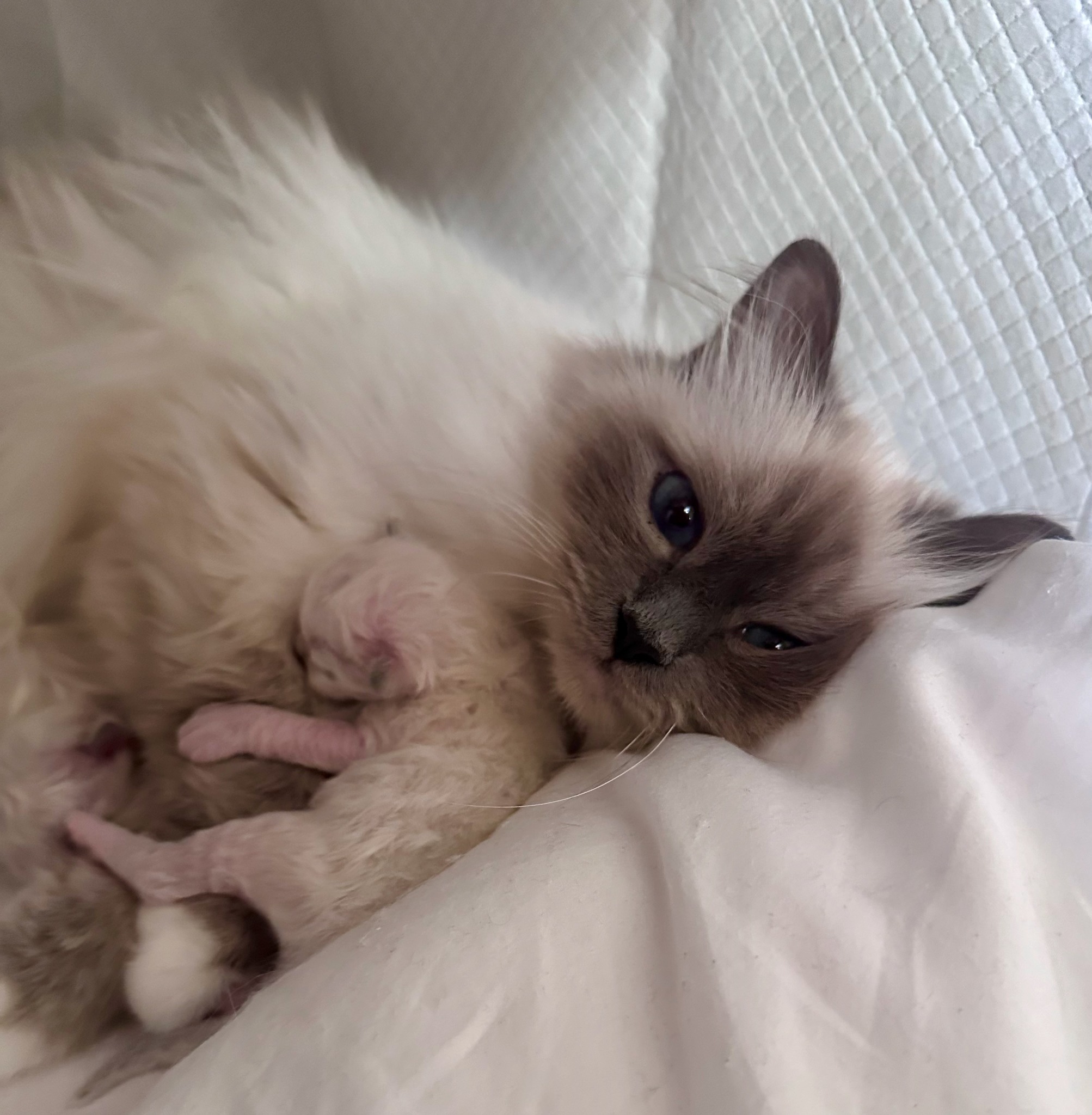 allevamento gatto sacro di birmania Frosinone