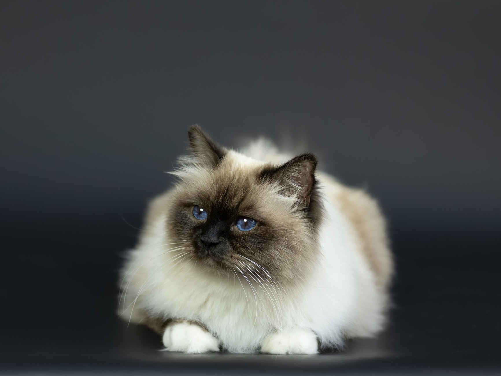 allevamento gatto sacro di birmania Roma