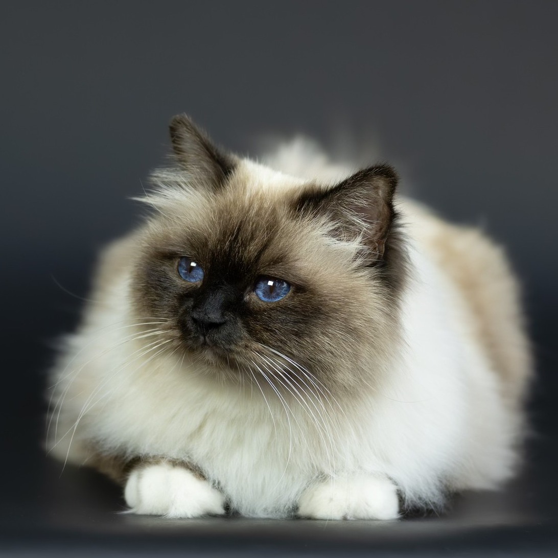 cuccioli gatto sacro di birmania Roma