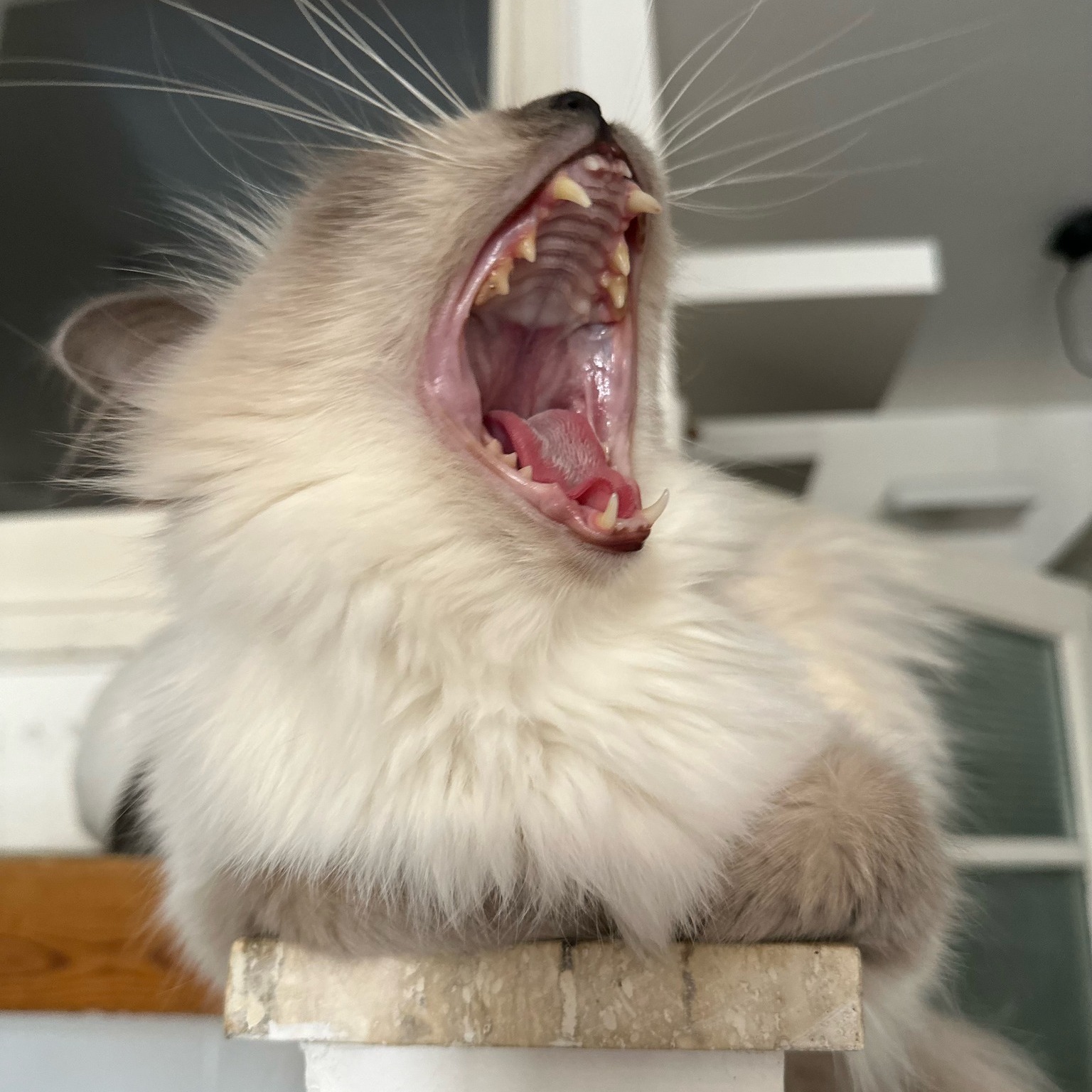 allevamento gatto sacro di birmania Napoli