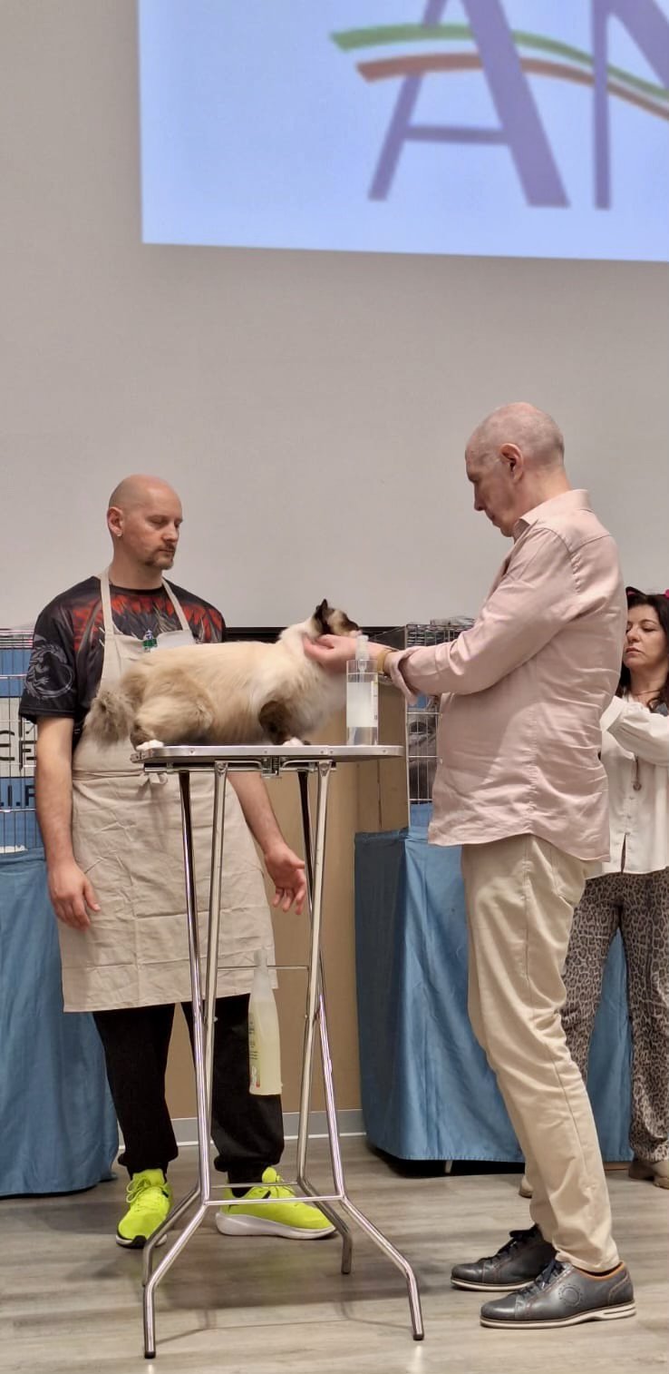 allevamento gatto sacro di birmania Napoli