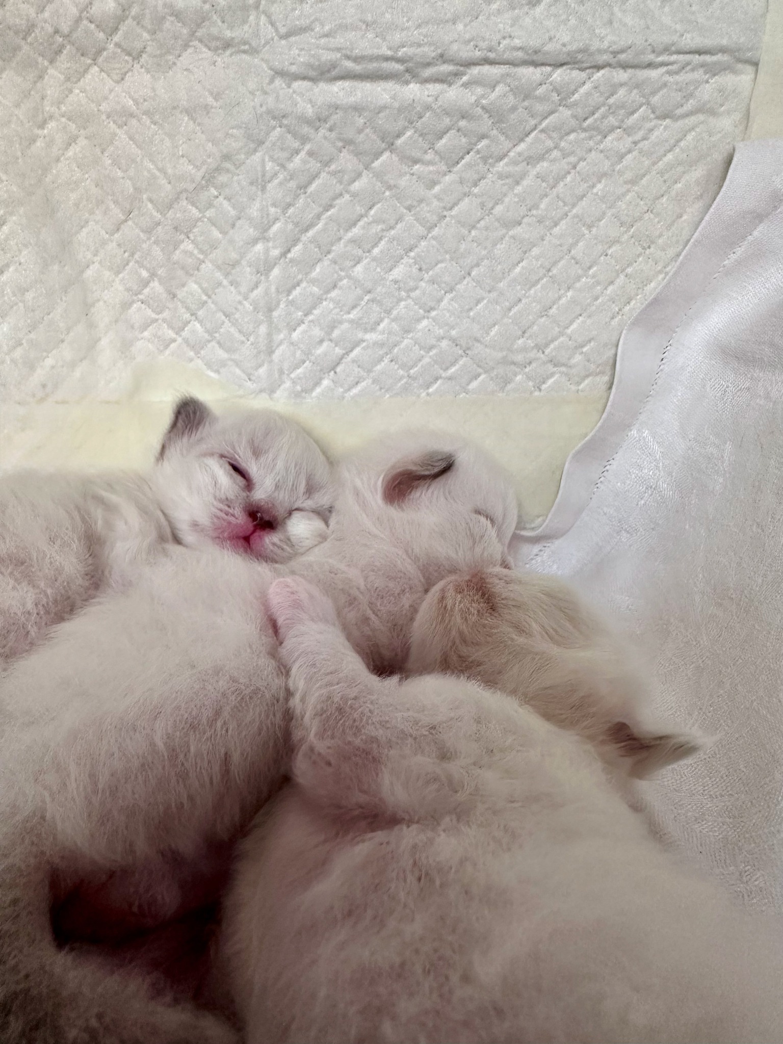 allevamento gatto sacro di birmania Frosinone