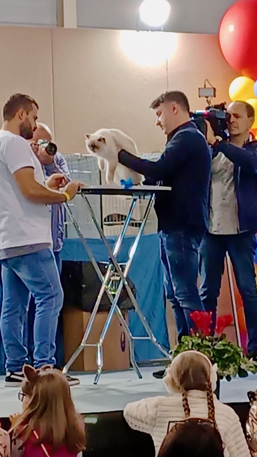 allevamento gatto sacro di birmania Napoli