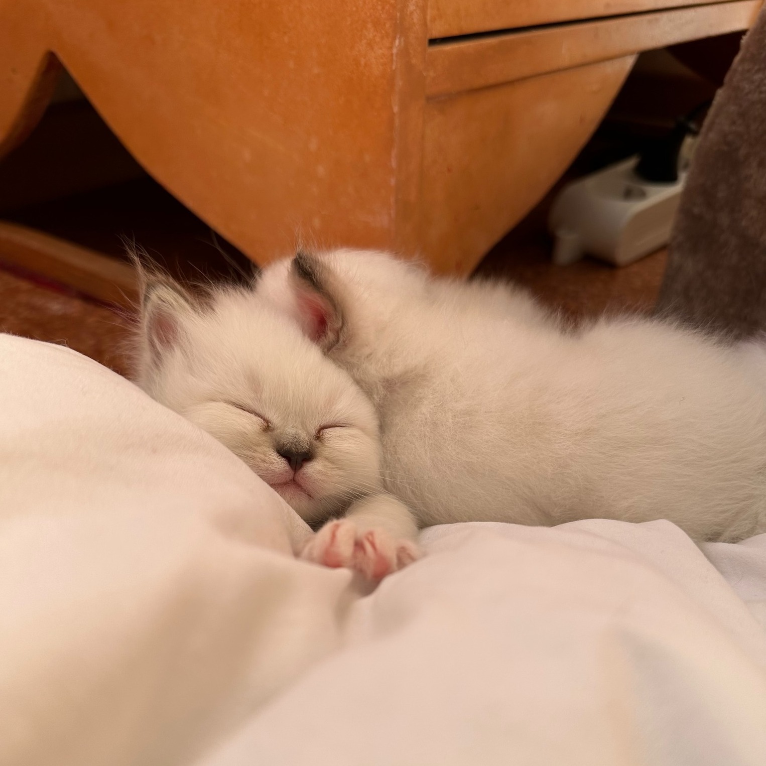 cuccioli gatto sacro di birmania Roma