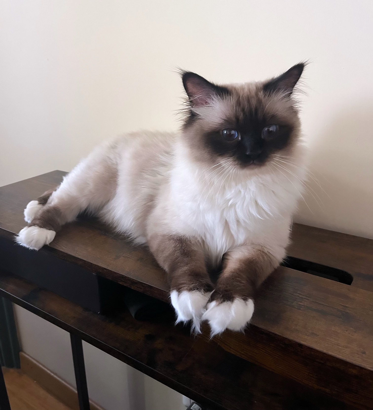 allevamento gatto sacro di birmania Roma