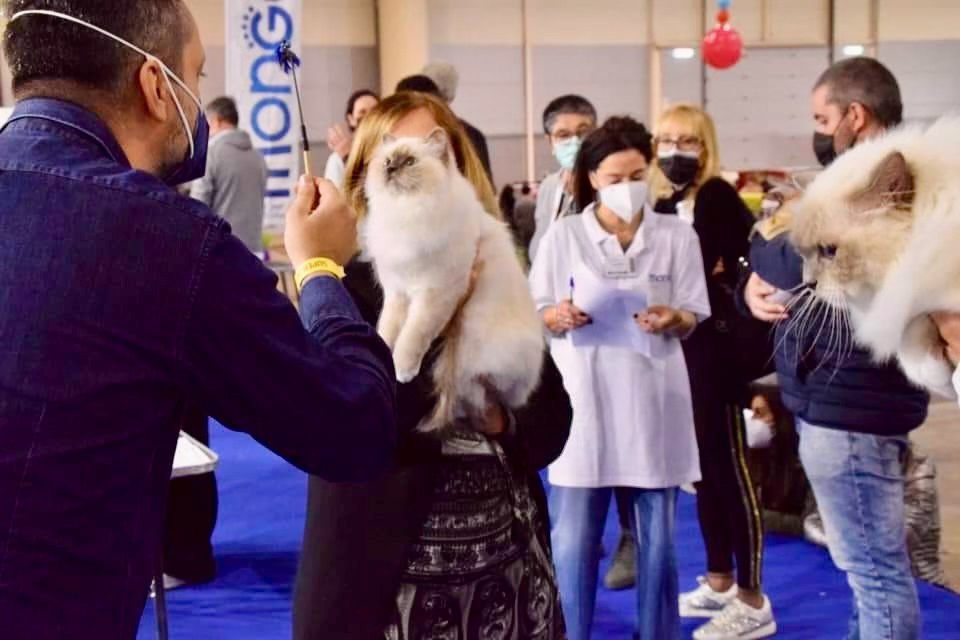 allevamento gatto sacro di birmania Napoli