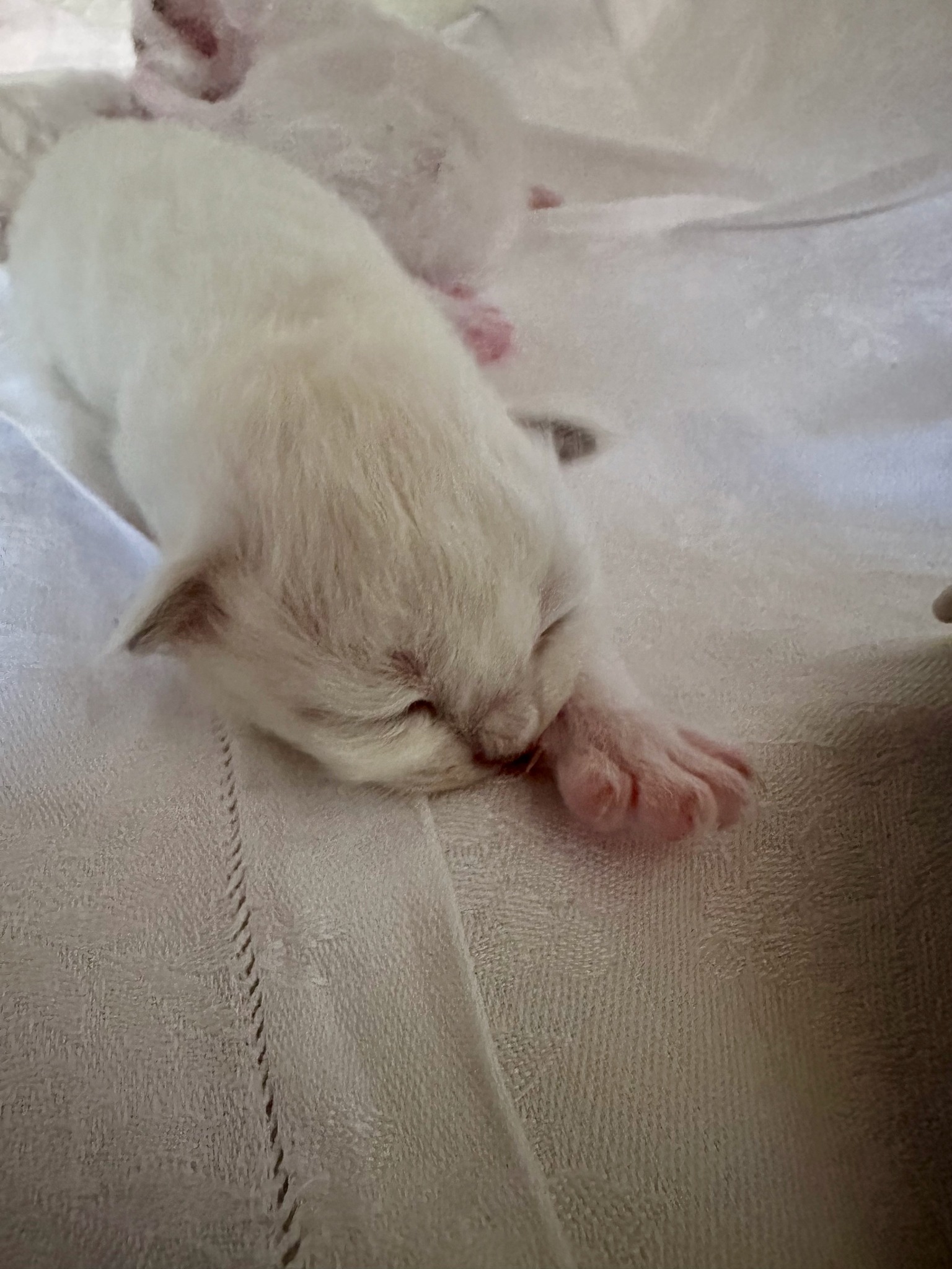 allevamento gatto sacro di birmania Frosinone