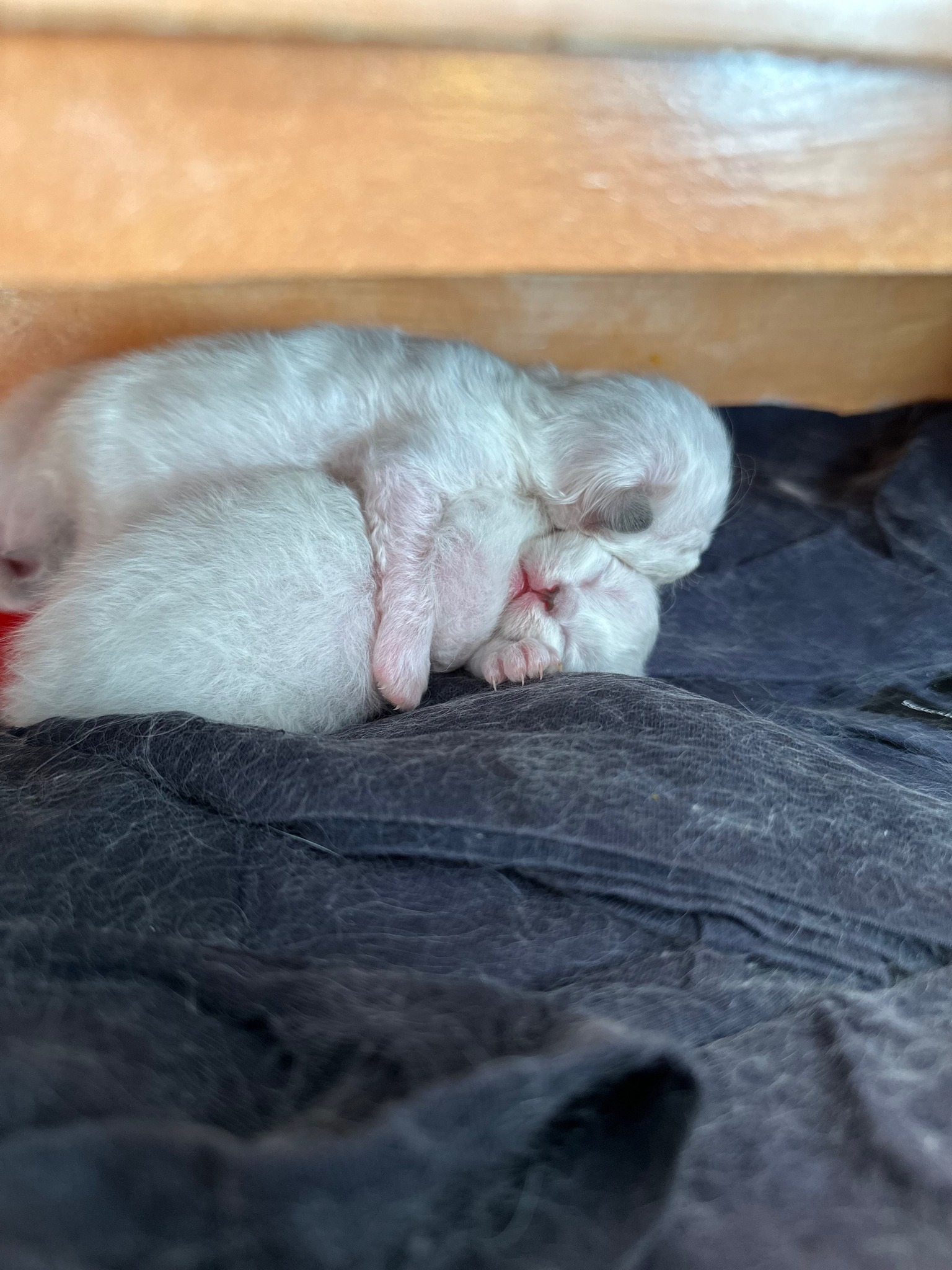 allevamento gatto sacro di birmania Napoli