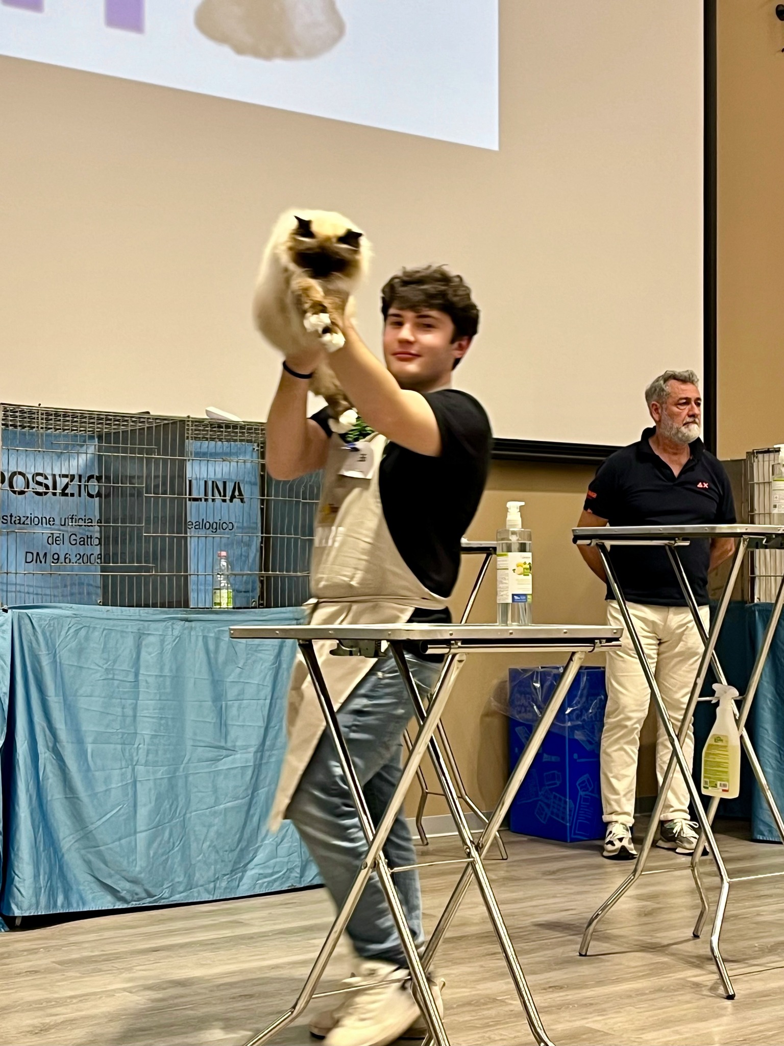 allevamento gatto sacro di birmania Napoli