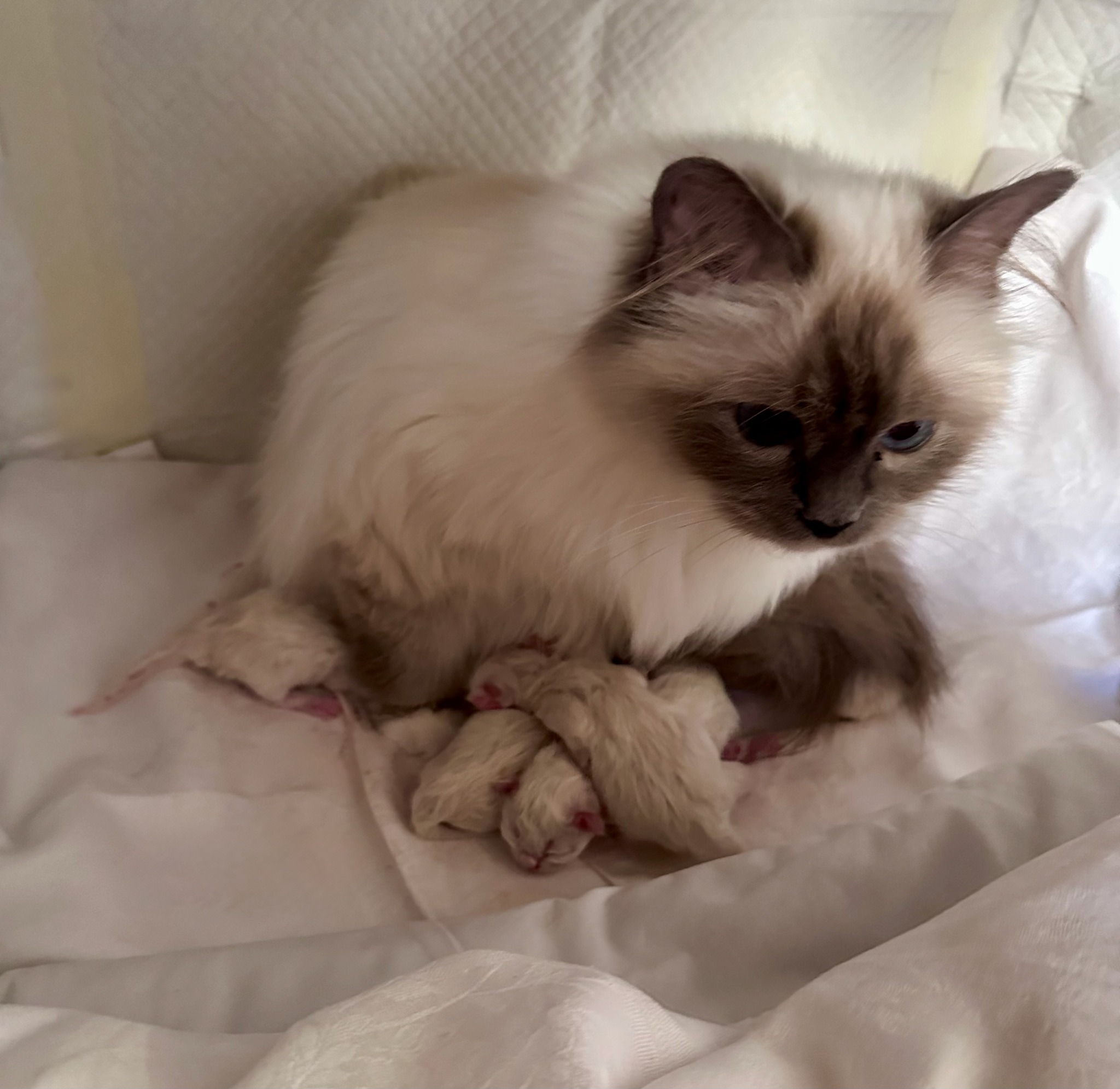 allevamento gatto sacro di birmania Frosinone