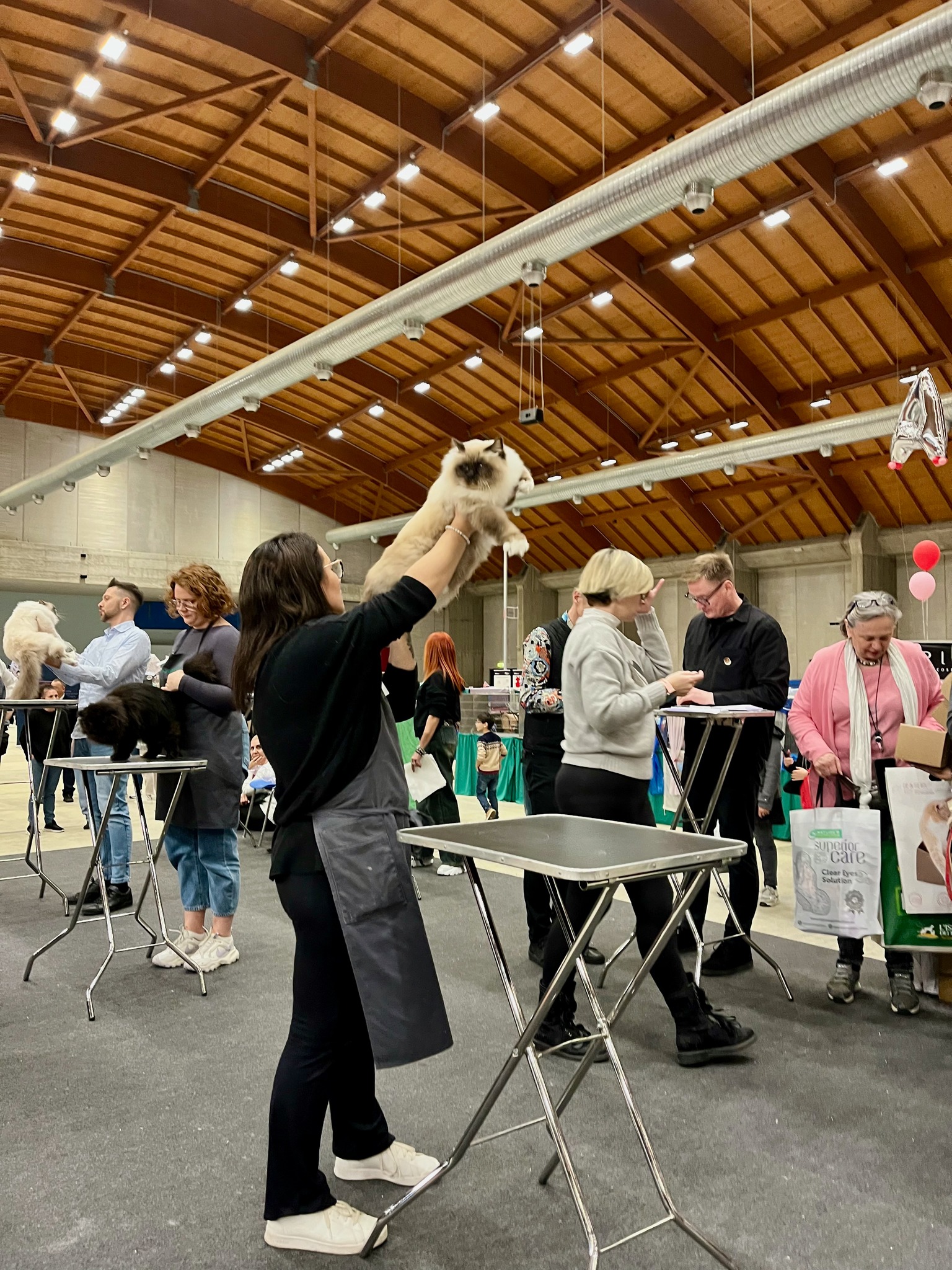 allevamento gatto sacro di birmania Napoli
