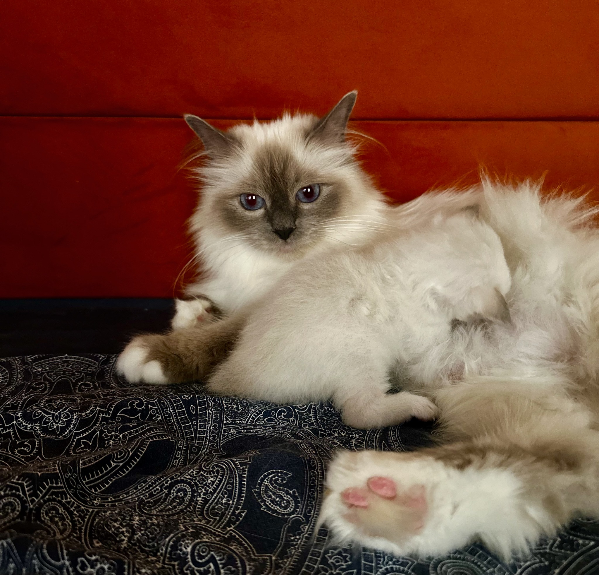 allevamento gatto sacro di birmania Frosinone