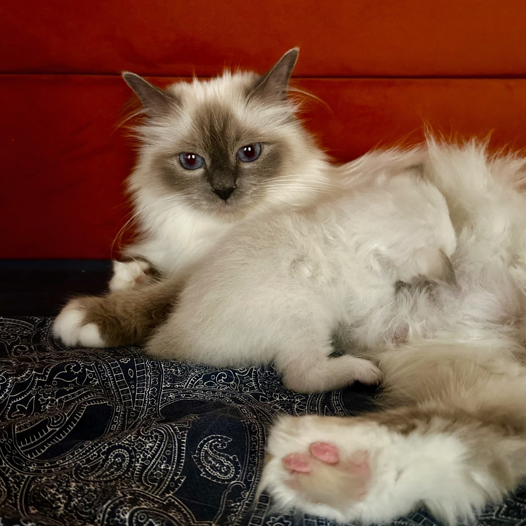 Cuccioli gatto sacro di birmania Roma