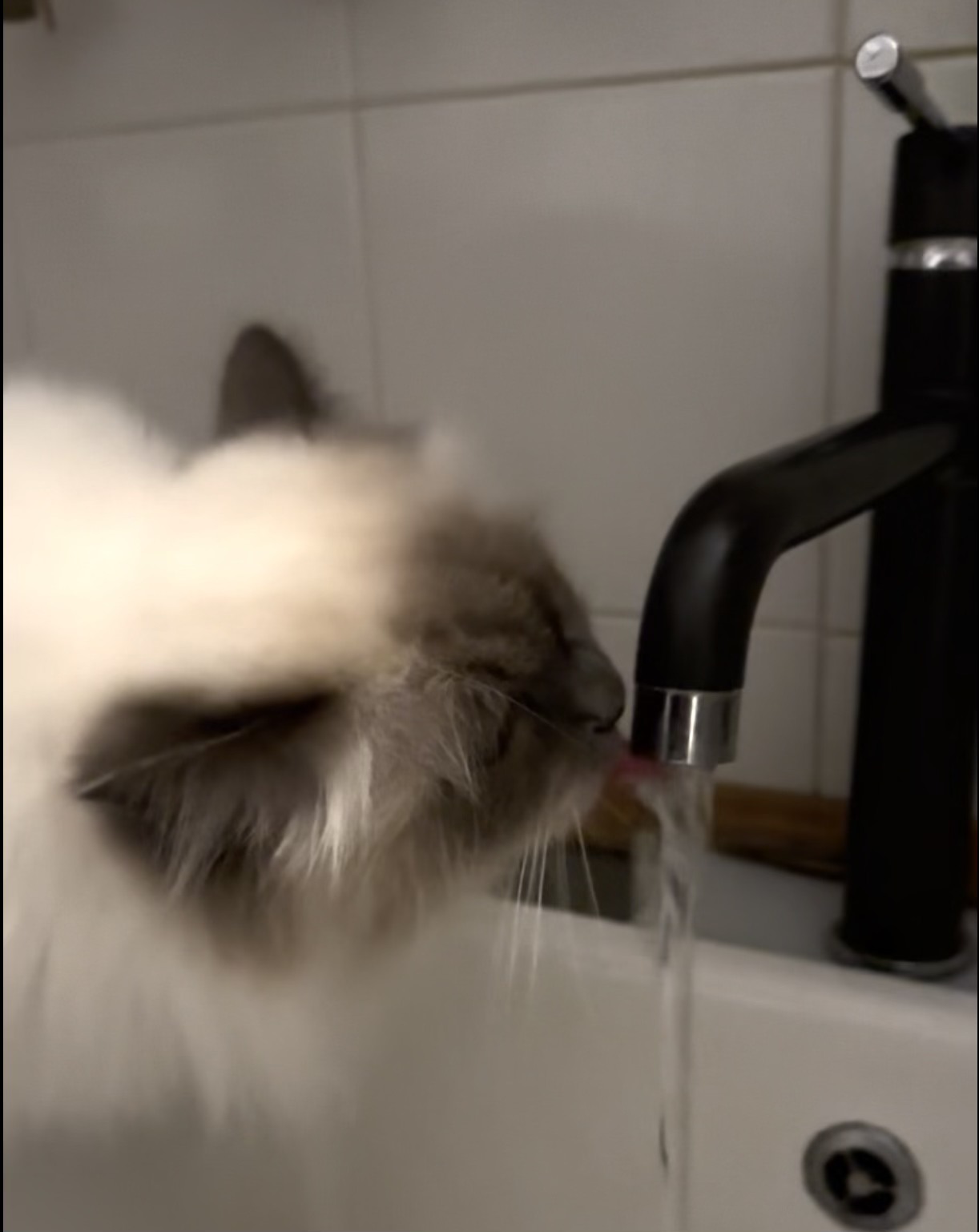 Allevamento gatto sacro di birmania Roma