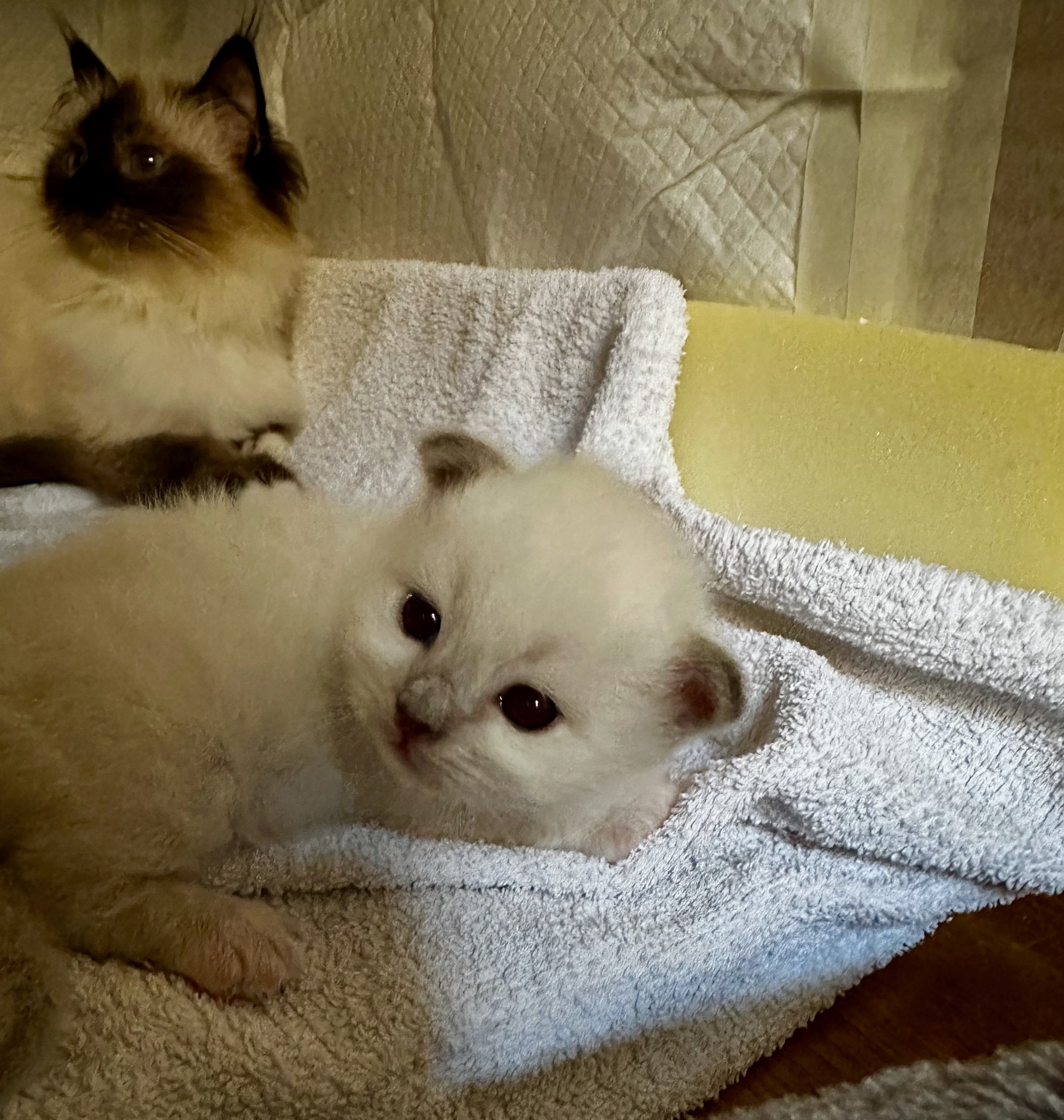 allevamento gatto sacro di birmania Frosinone