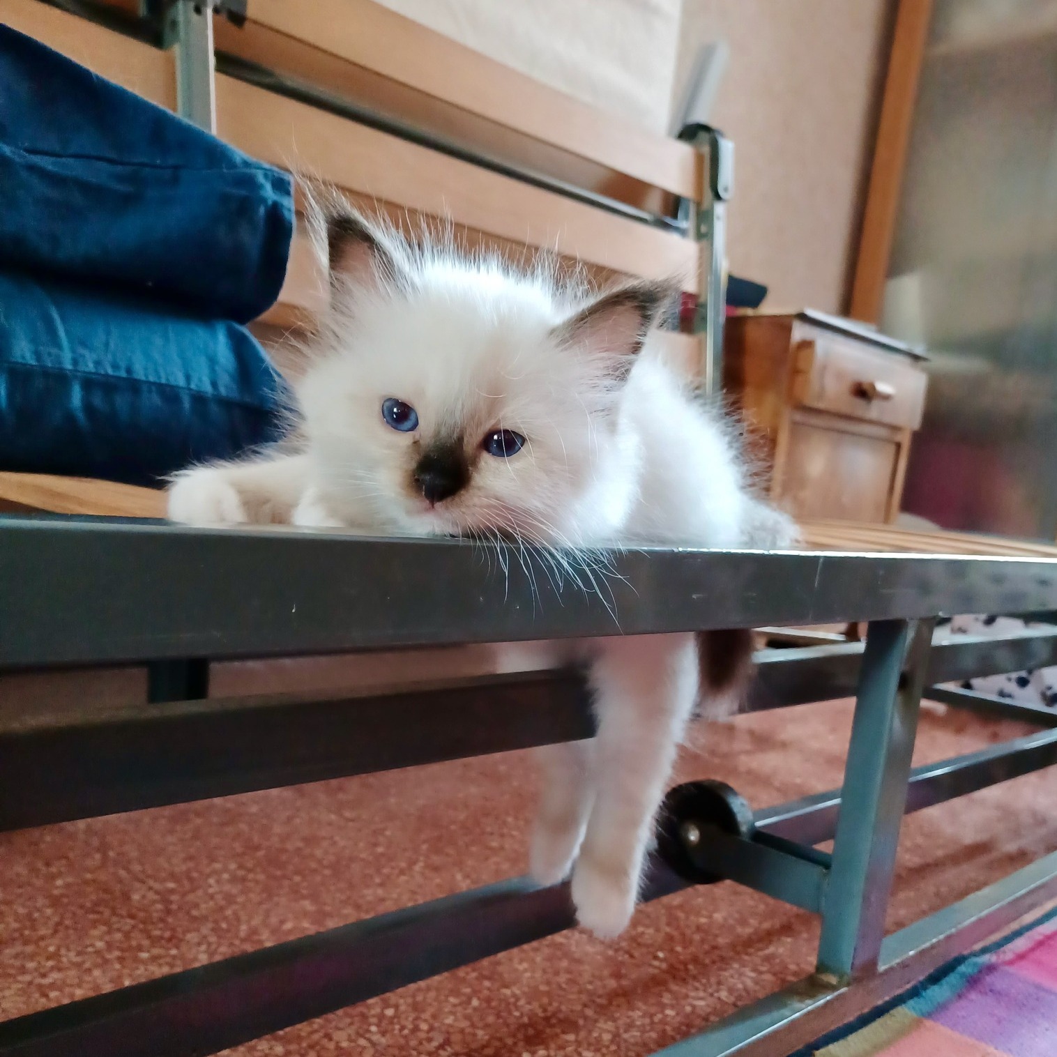 Allevamento gatto sacro di birmania Roma