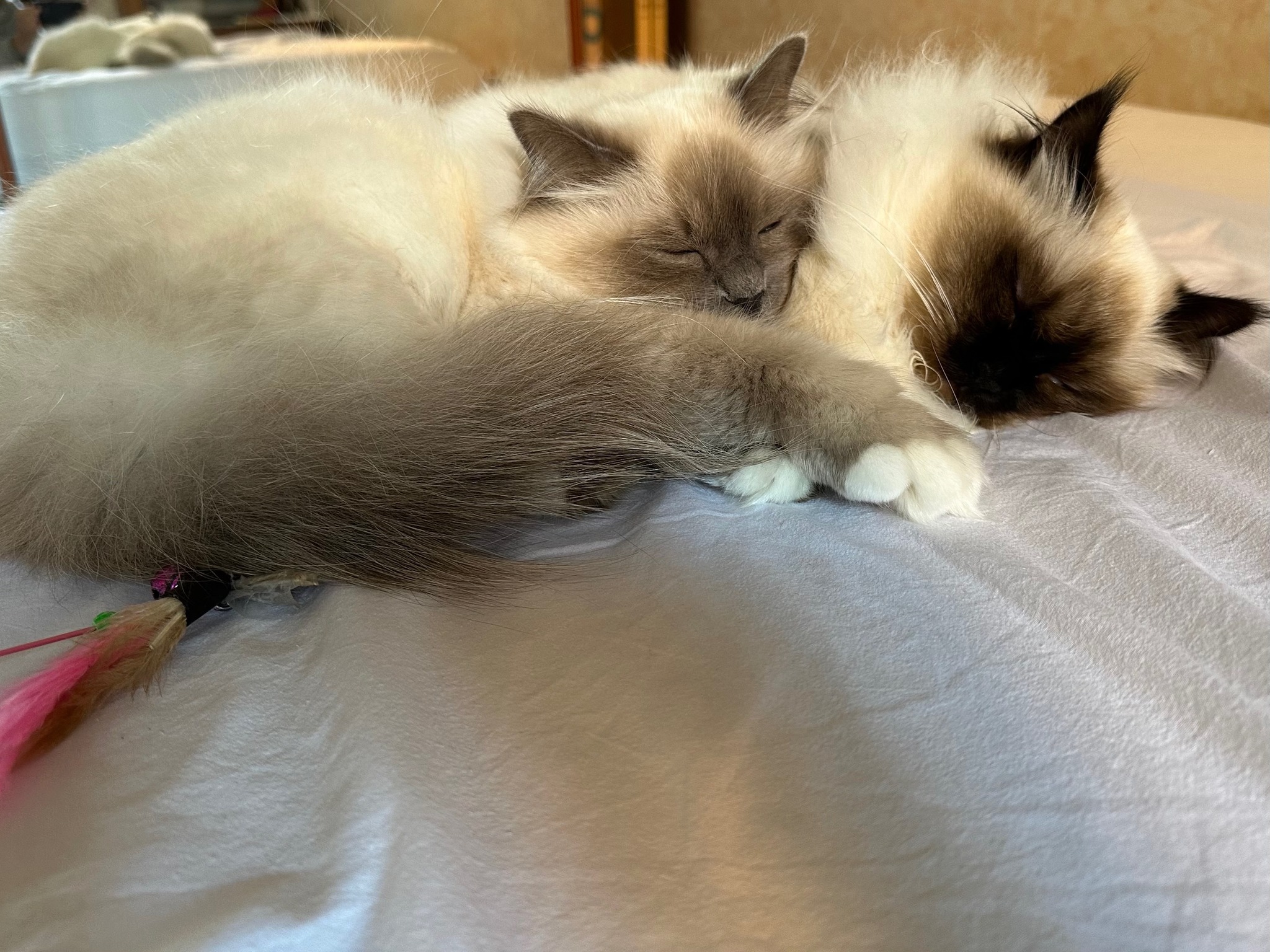 allevamento gatto sacro di birmania Napoli
