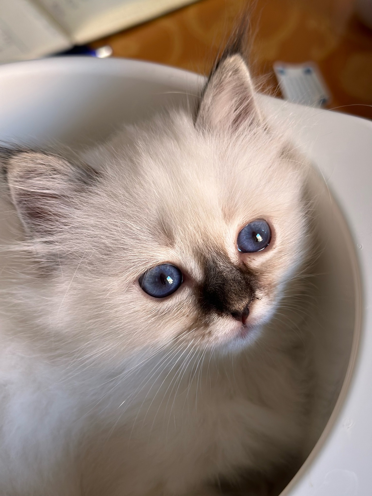 allevamento gatto sacro di birmania Napoli