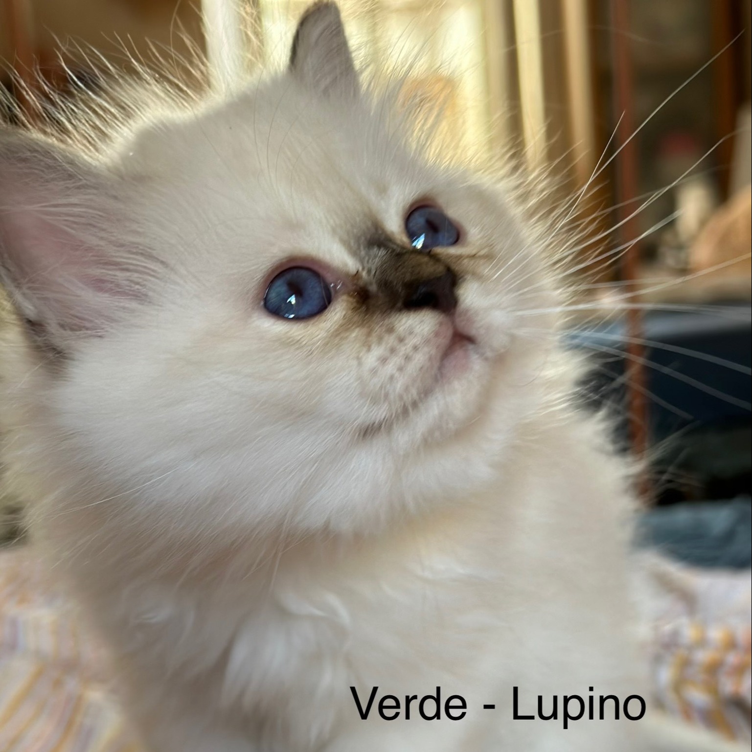 allevamento gatto sacro di birmania Napoli