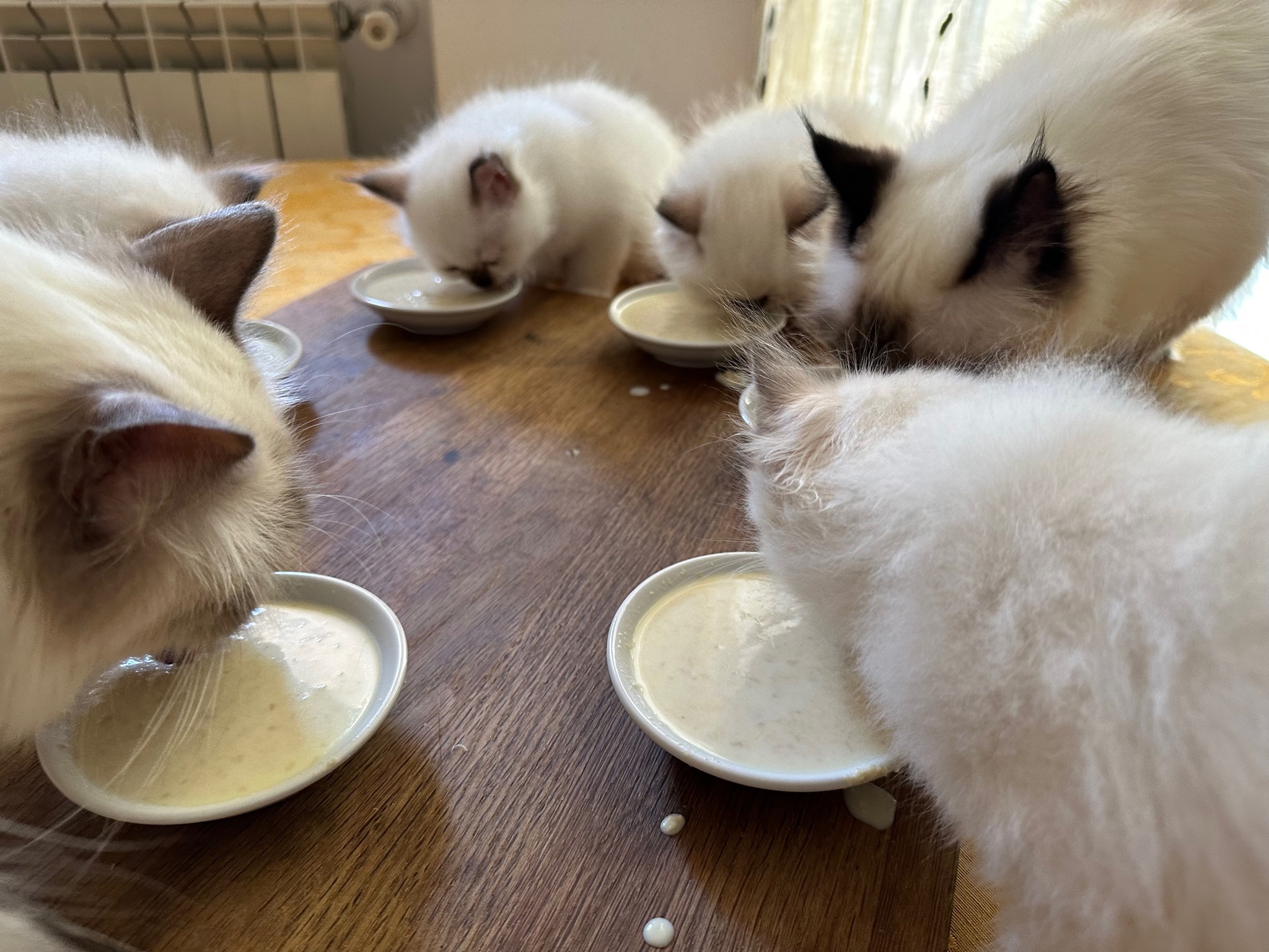 allevamento gatto sacro di birmania Napoli