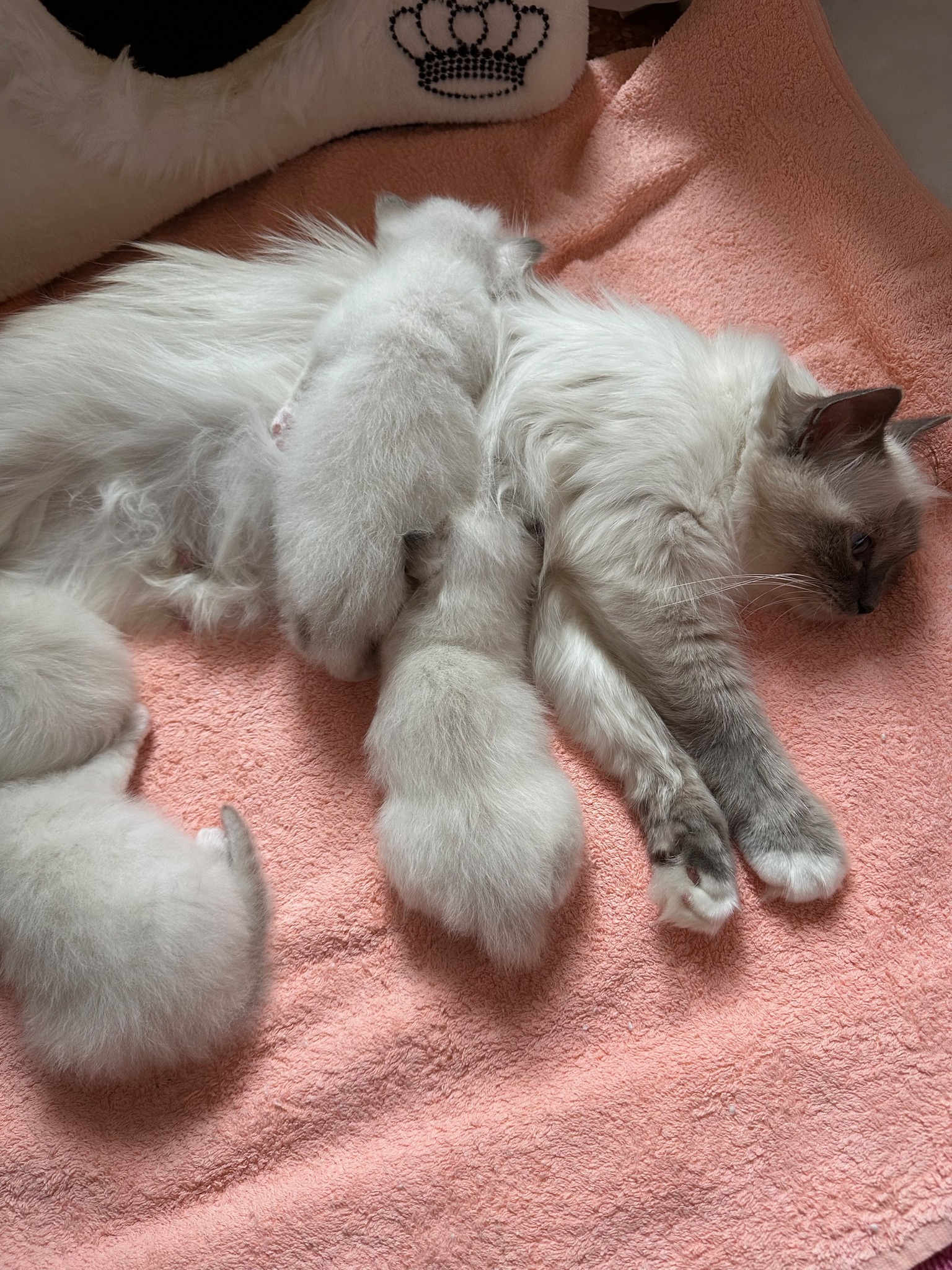 allevamento gatto sacro di birmania Napoli