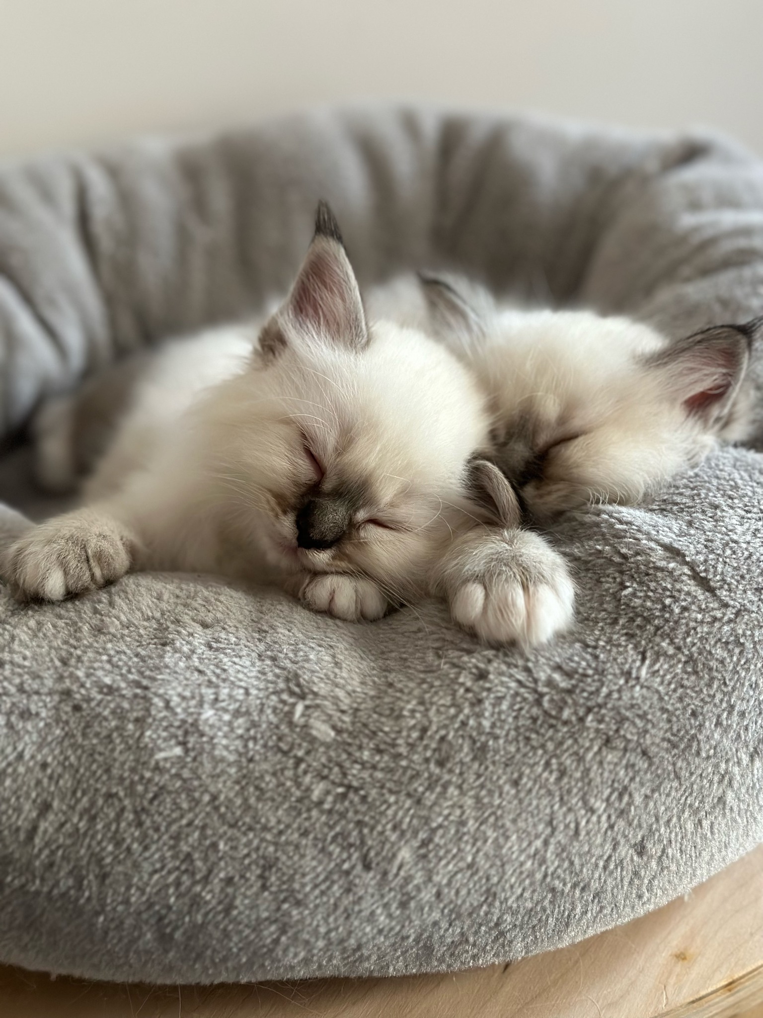 allevamento gatto sacro di birmania Napoli