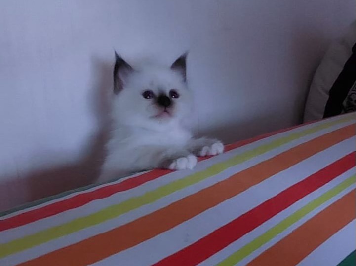 allevamento gatto sacro di birmania Napoli