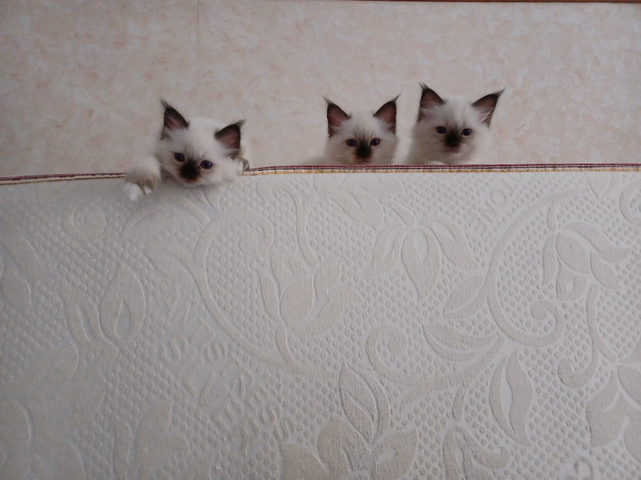 allevamento gatto sacro di birmania Napoli