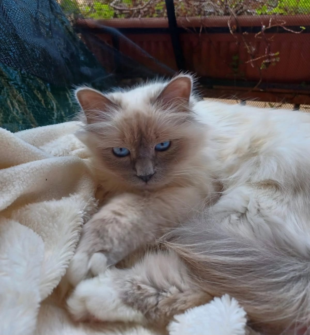 allevamento gatto sacro di birmania Napoli
