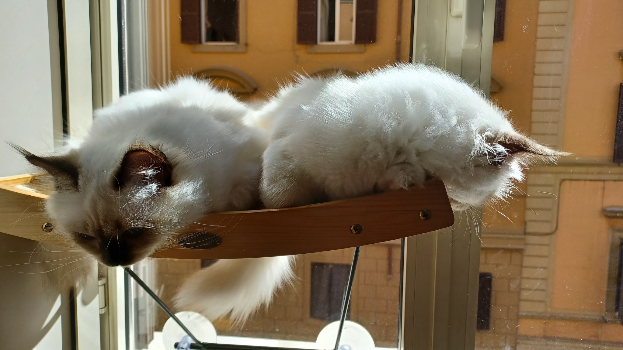 allevamento gatto sacro di birmania Napoli