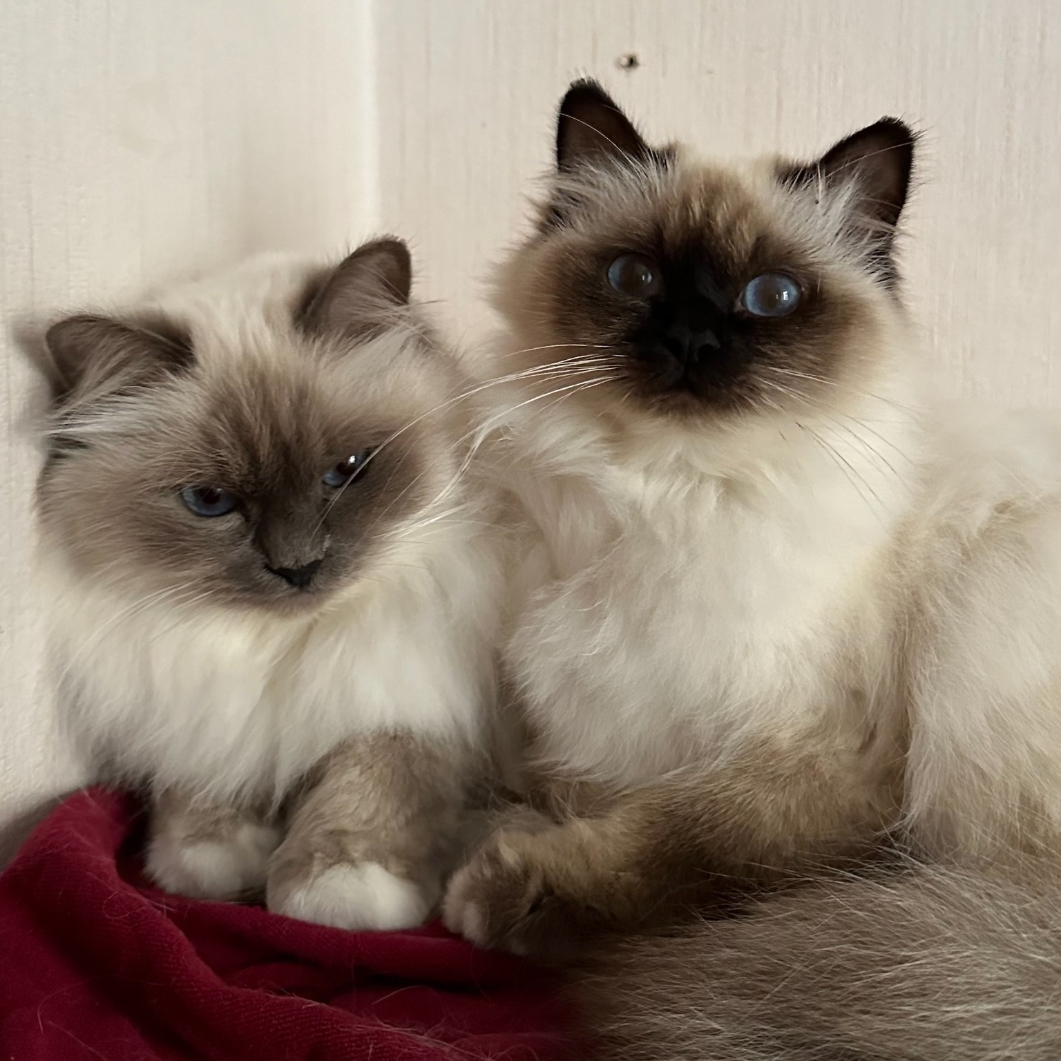 allevamento gatto sacro di birmania Napoli