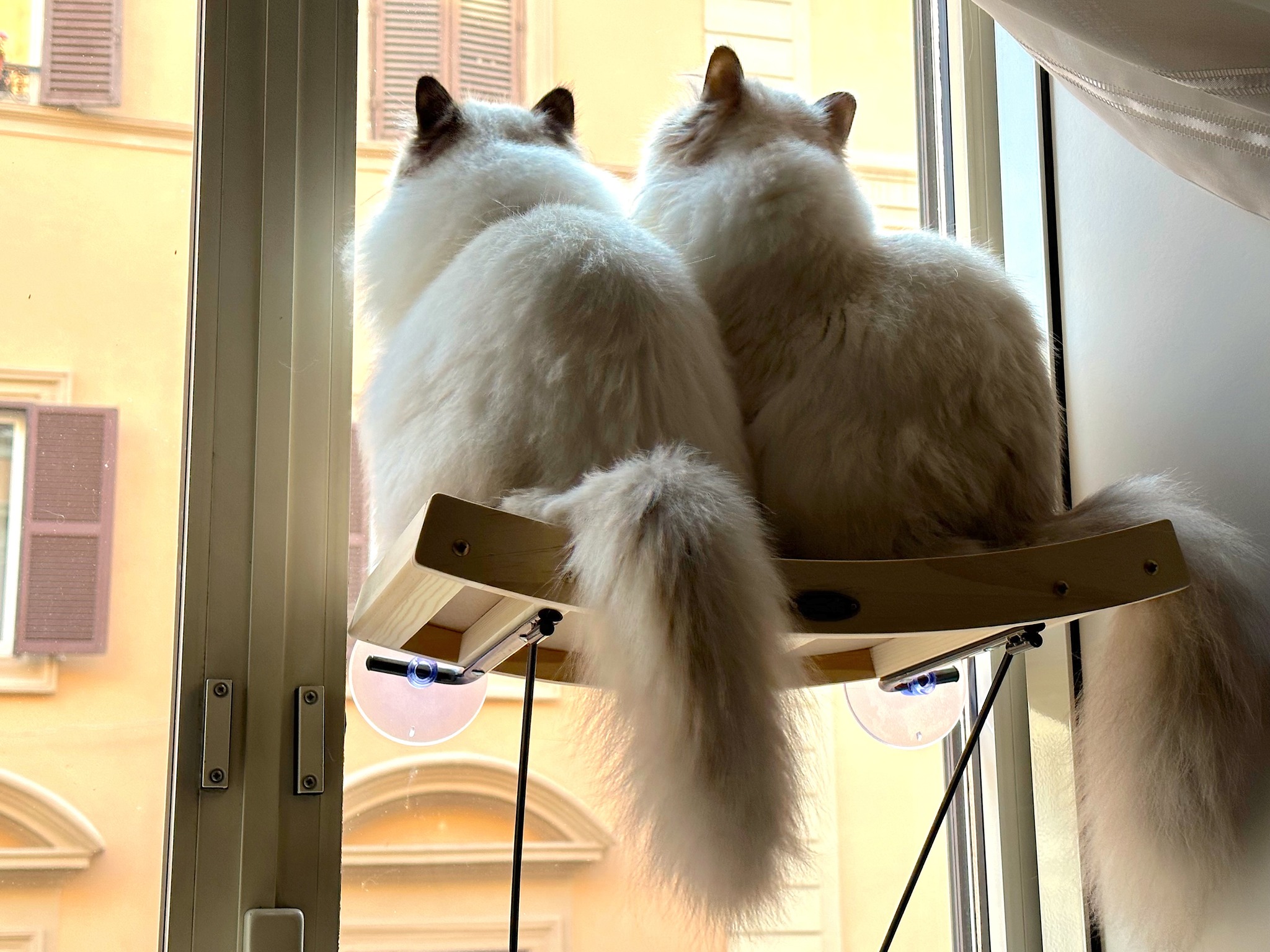 allevamento gatto sacro di birmania Napoli