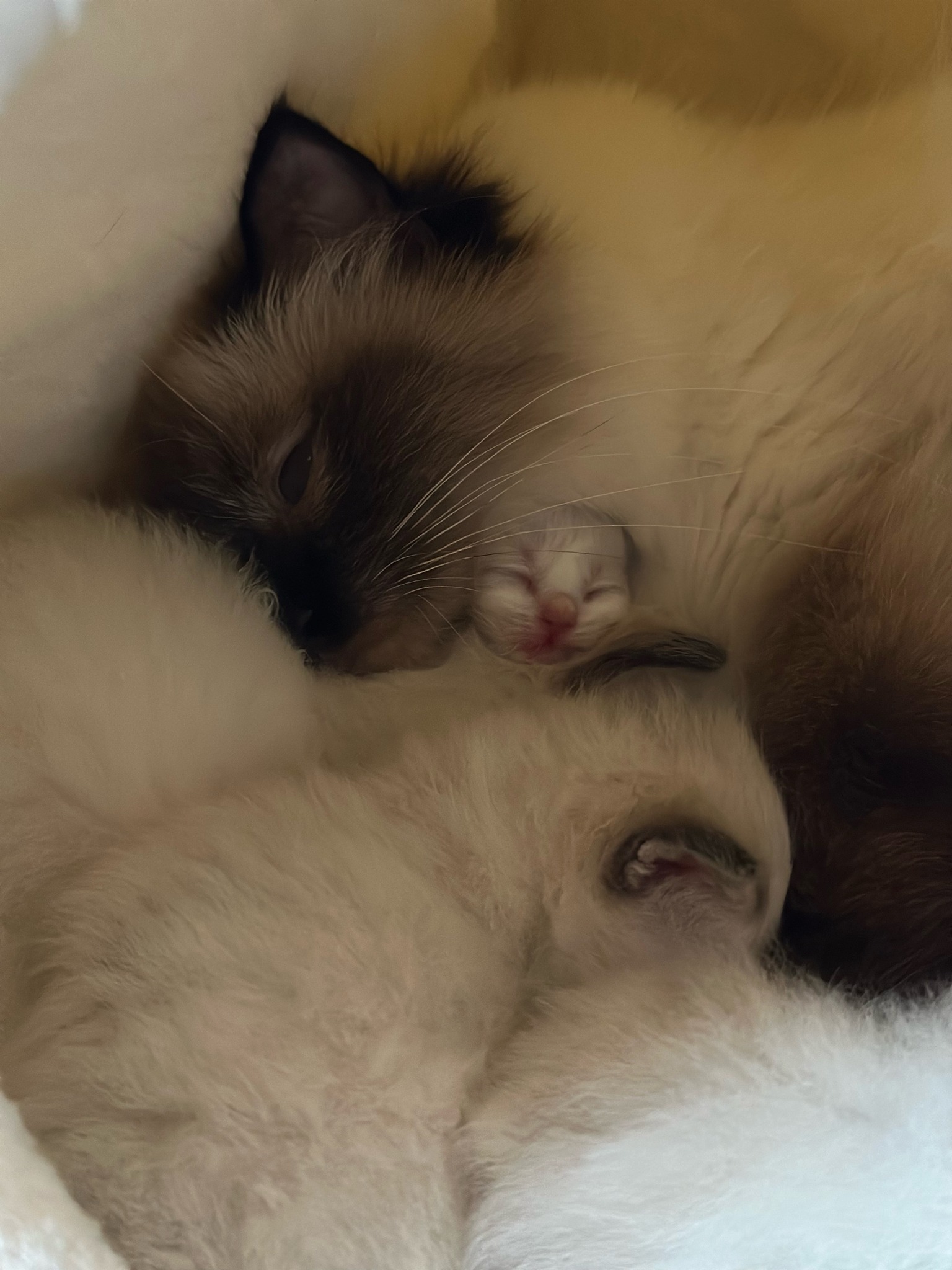 allevamento gatto sacro di birmania Napoli