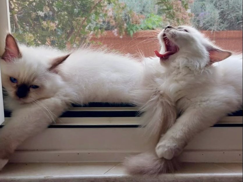 allevamento gatto sacro di birmania Napoli