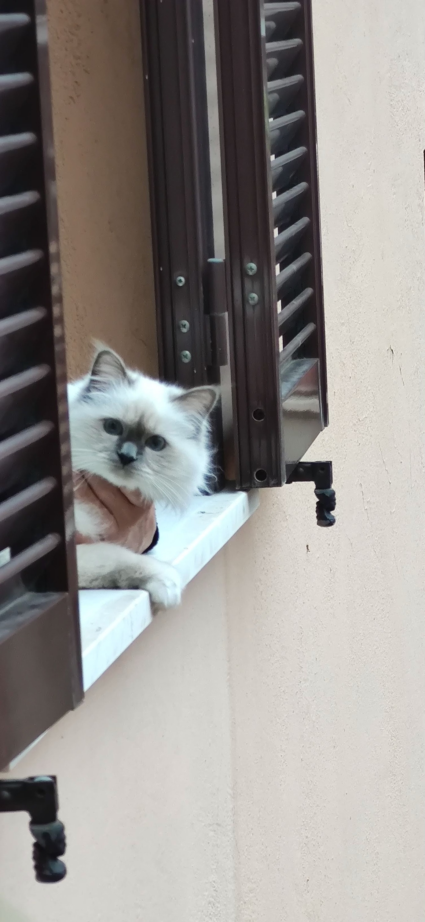 allevamento gatto sacro di birmania Napoli