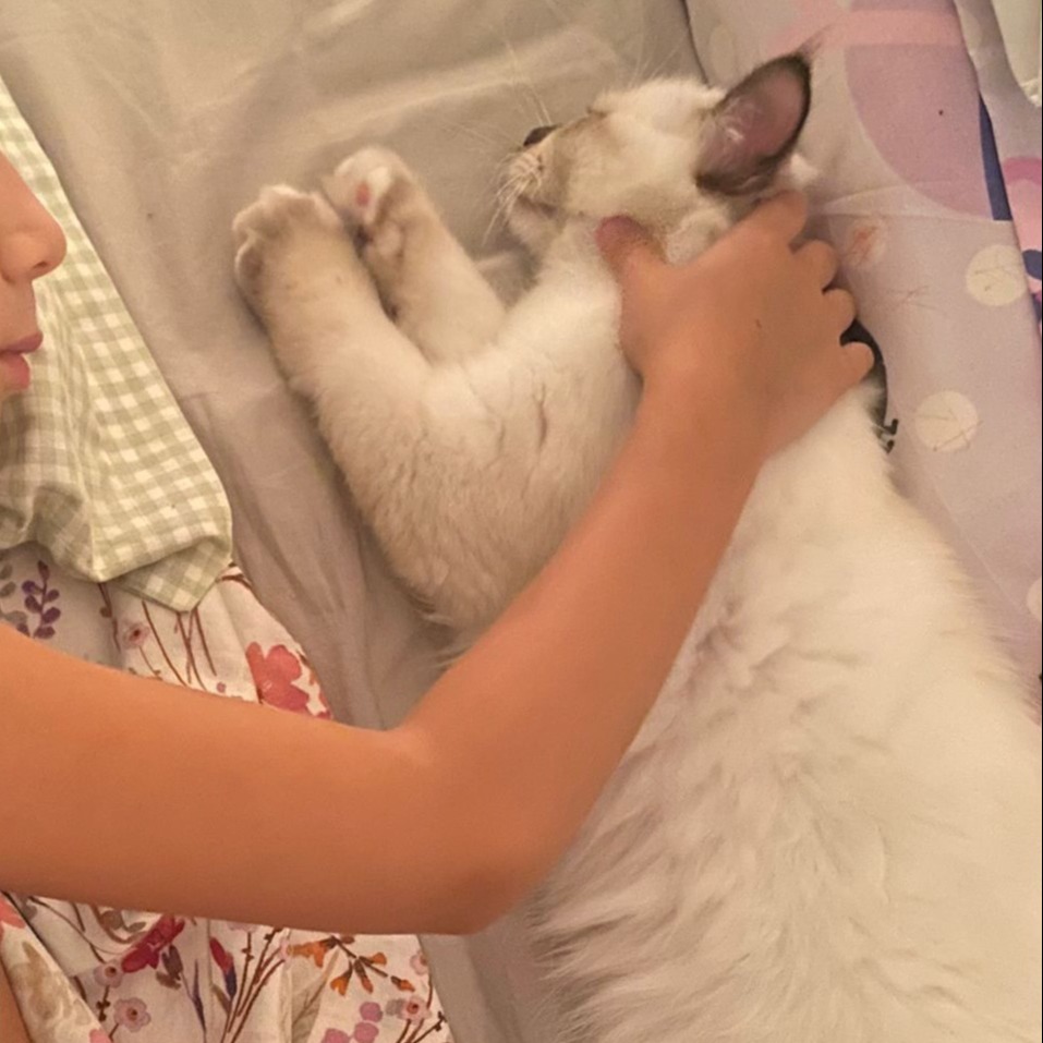 allevamento gatto sacro di birmania Napoli
